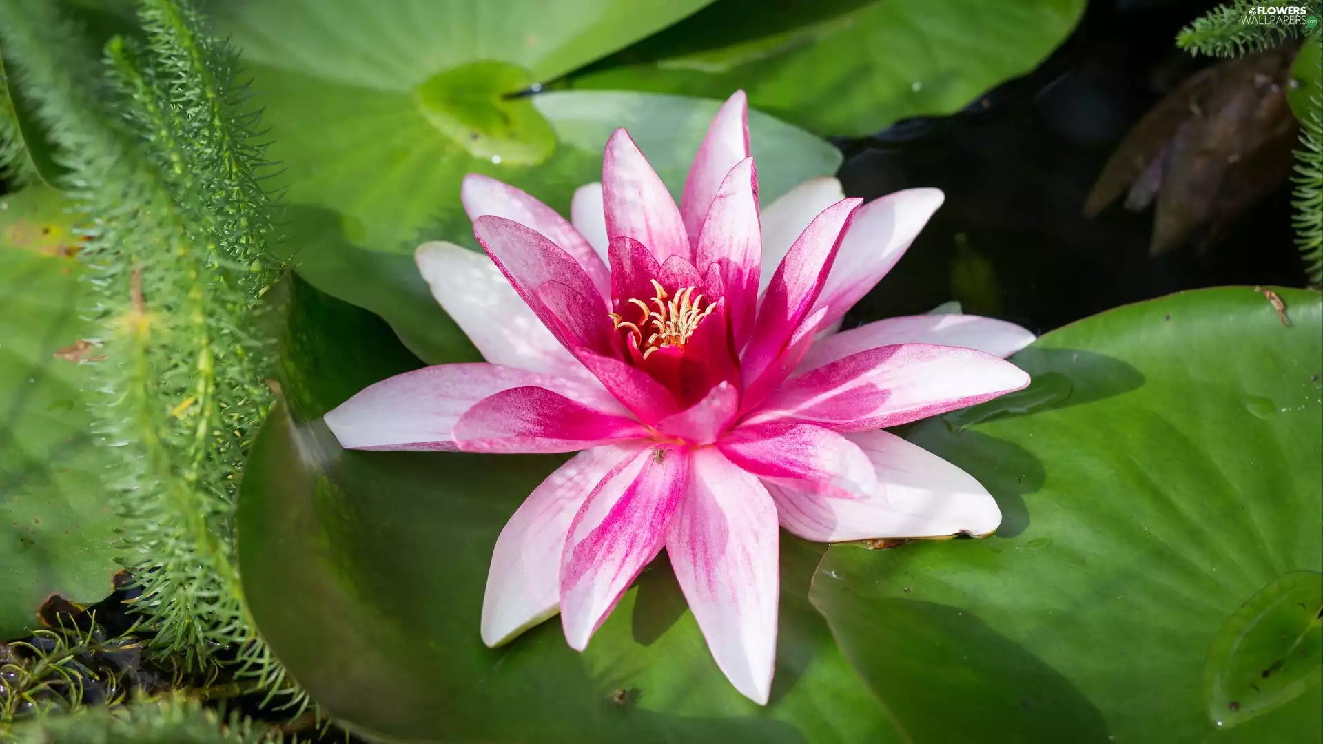 White-Pink, water-lily, Colourfull Flowers