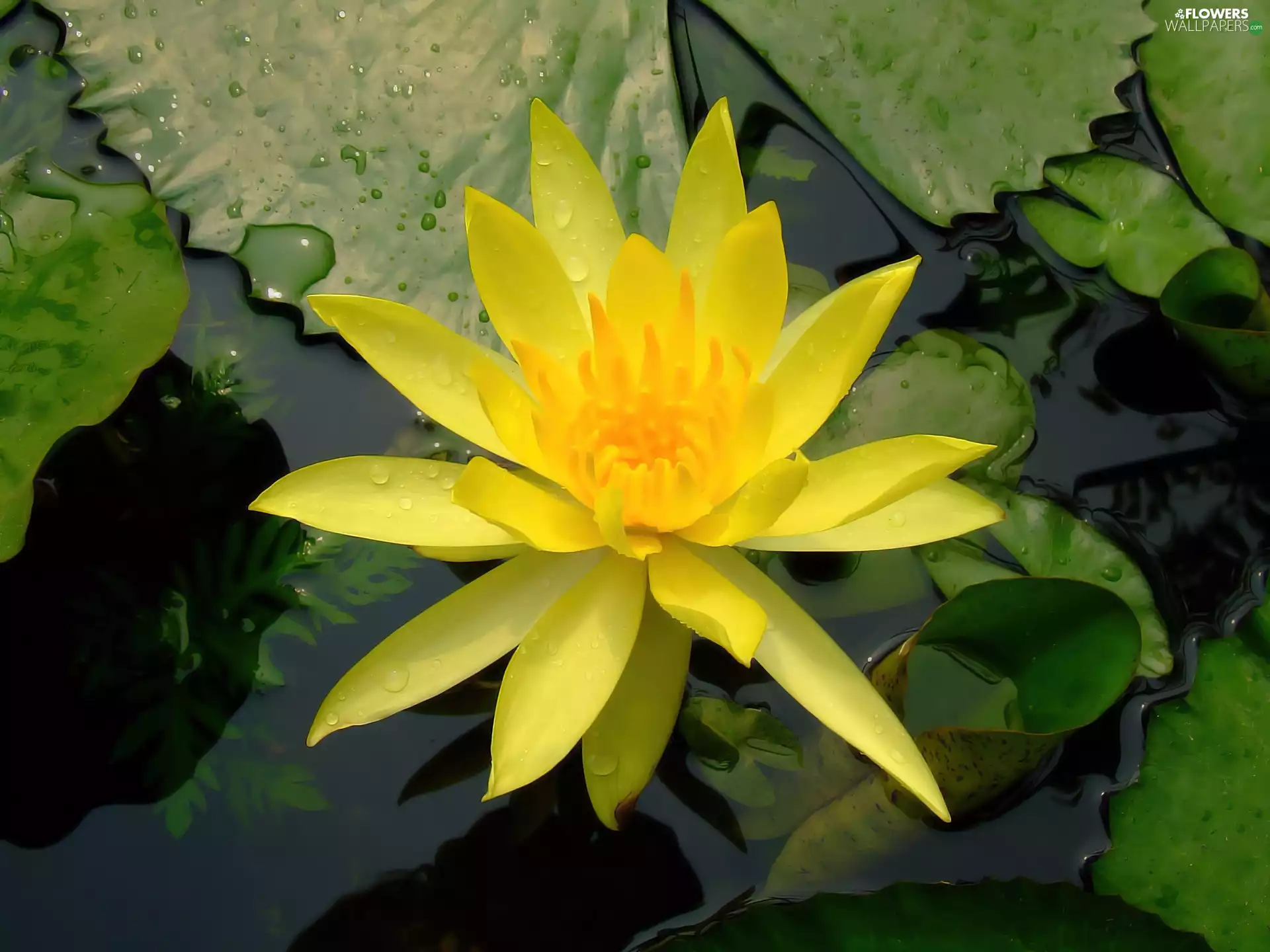Yellow, Leaf, water-lily, Colourfull Flowers