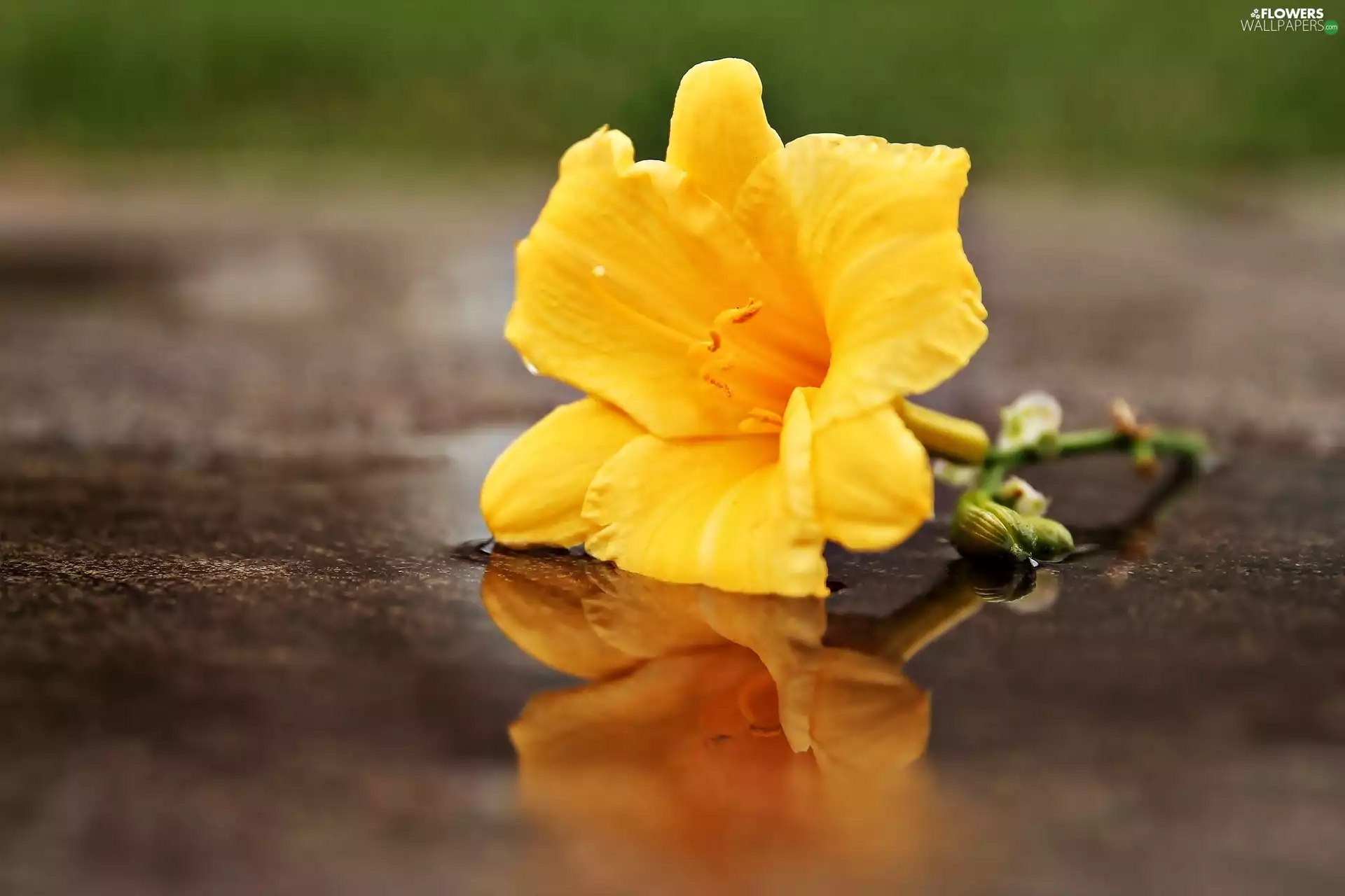 Close, reflection, Yellow, lily, Colourfull Flowers