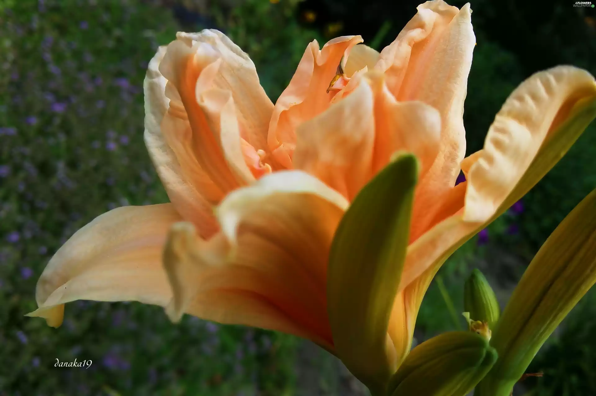 lily, Orange, full