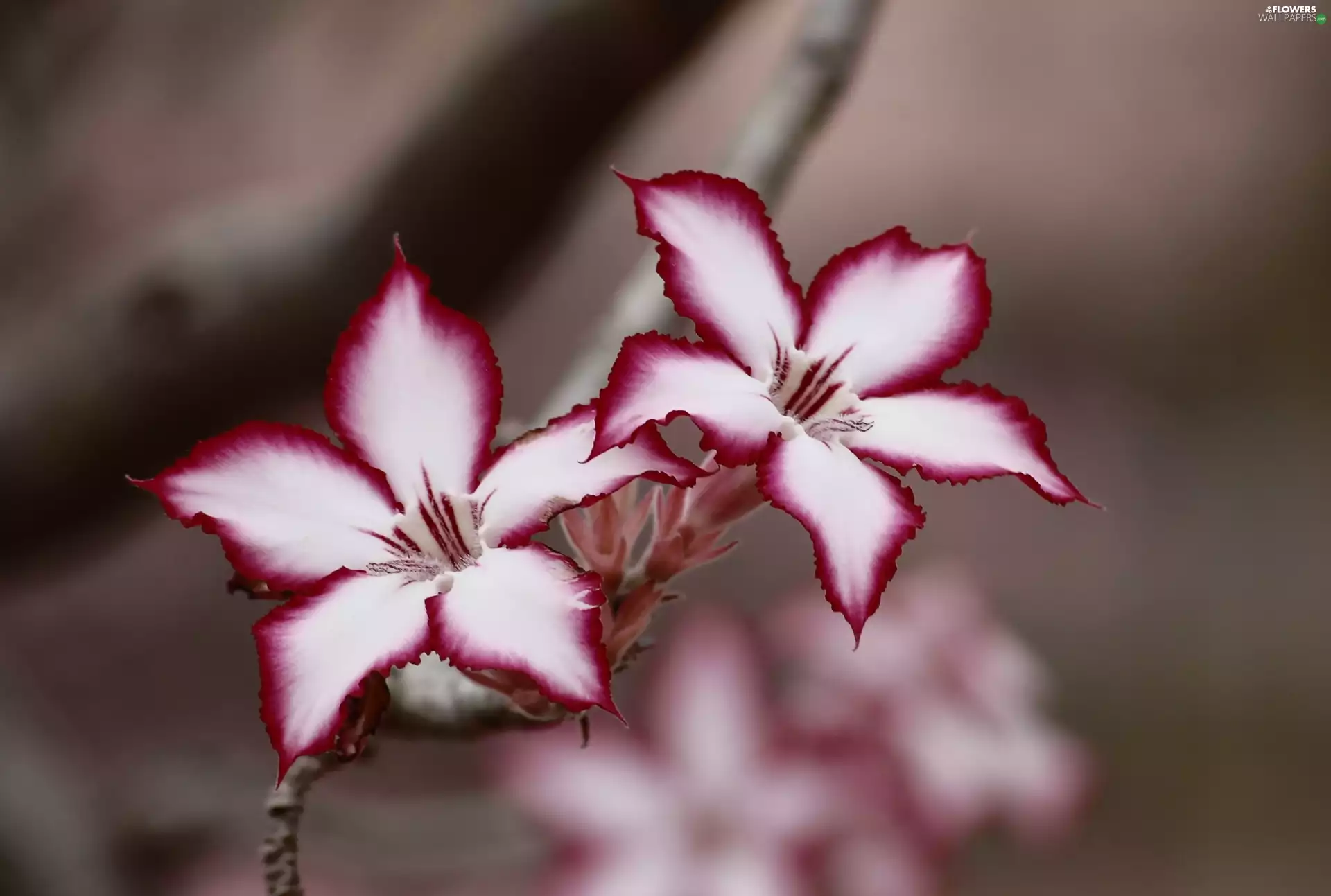 Flowers, Impala Lily