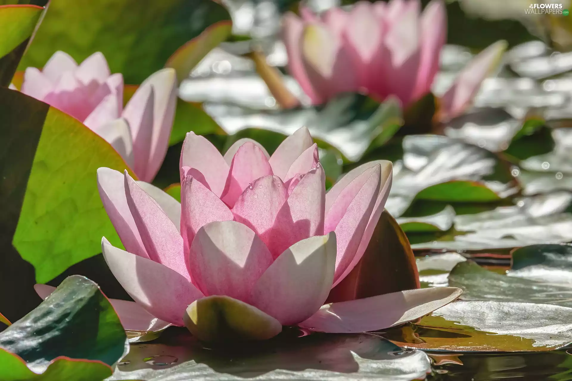 Leaf, Pink, water-lily