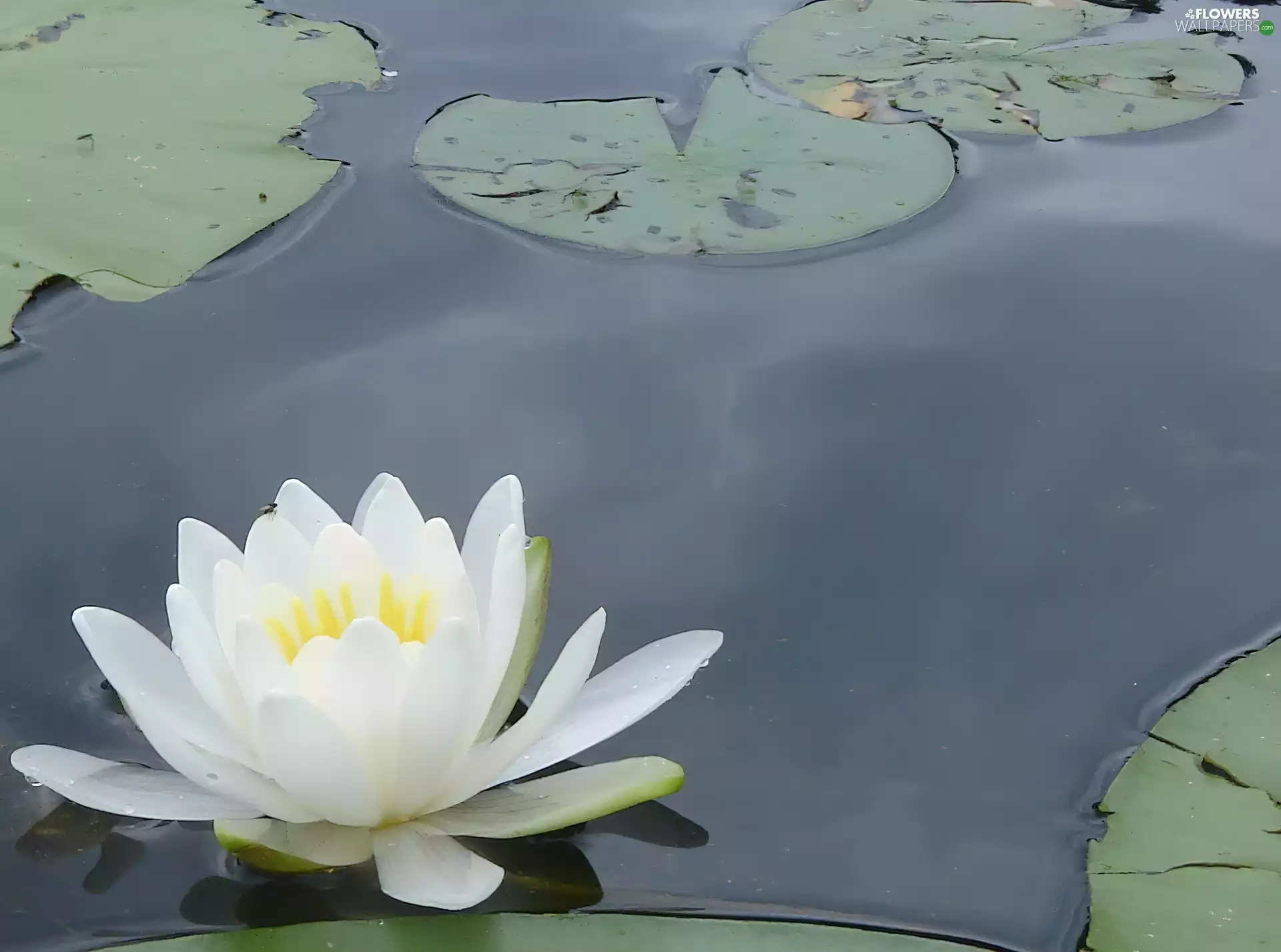 Leaf, White, water-lily