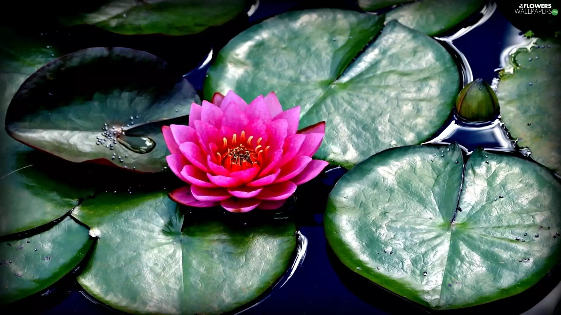 leaves, Pink, water-lily