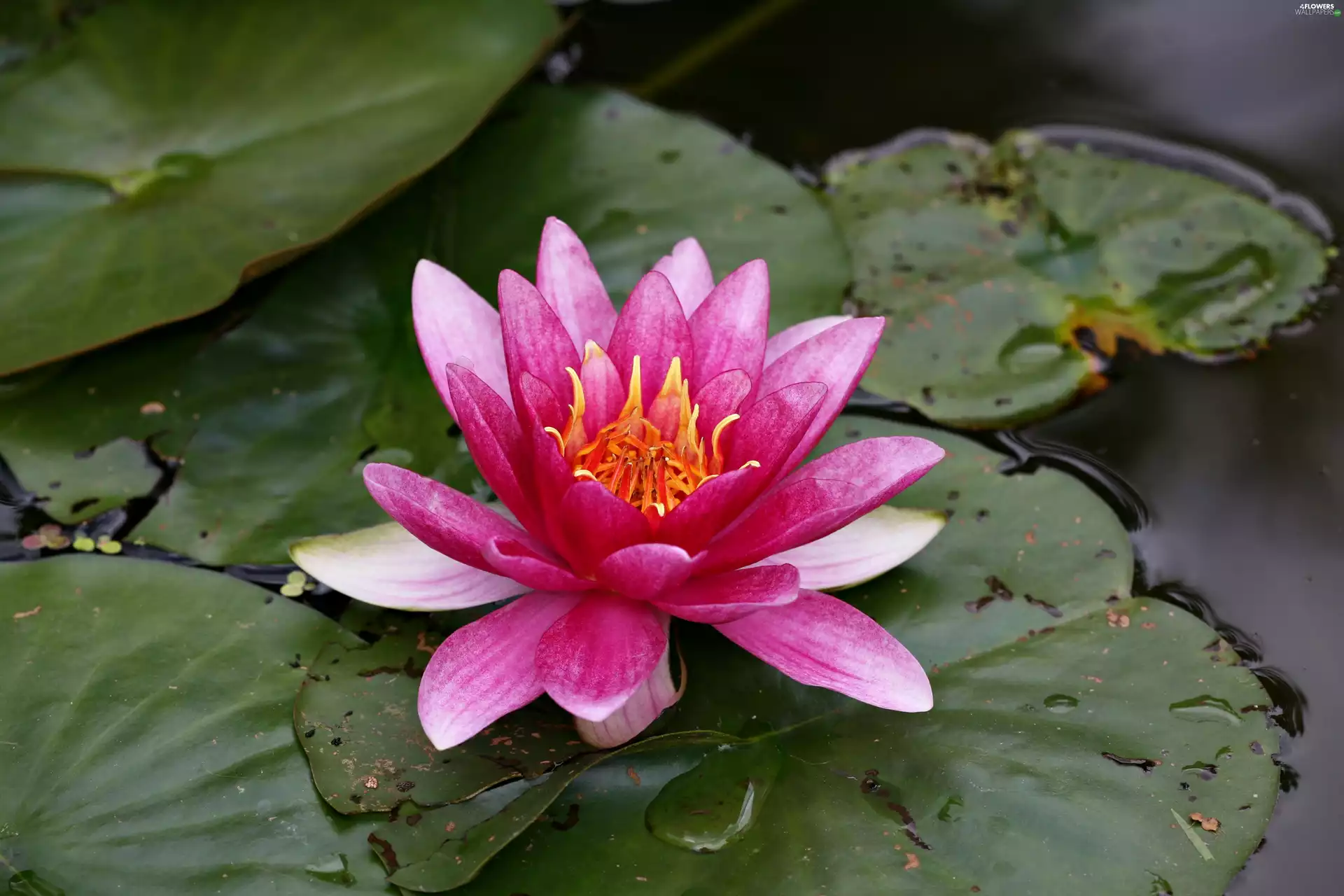 leaves, Pink, water-lily