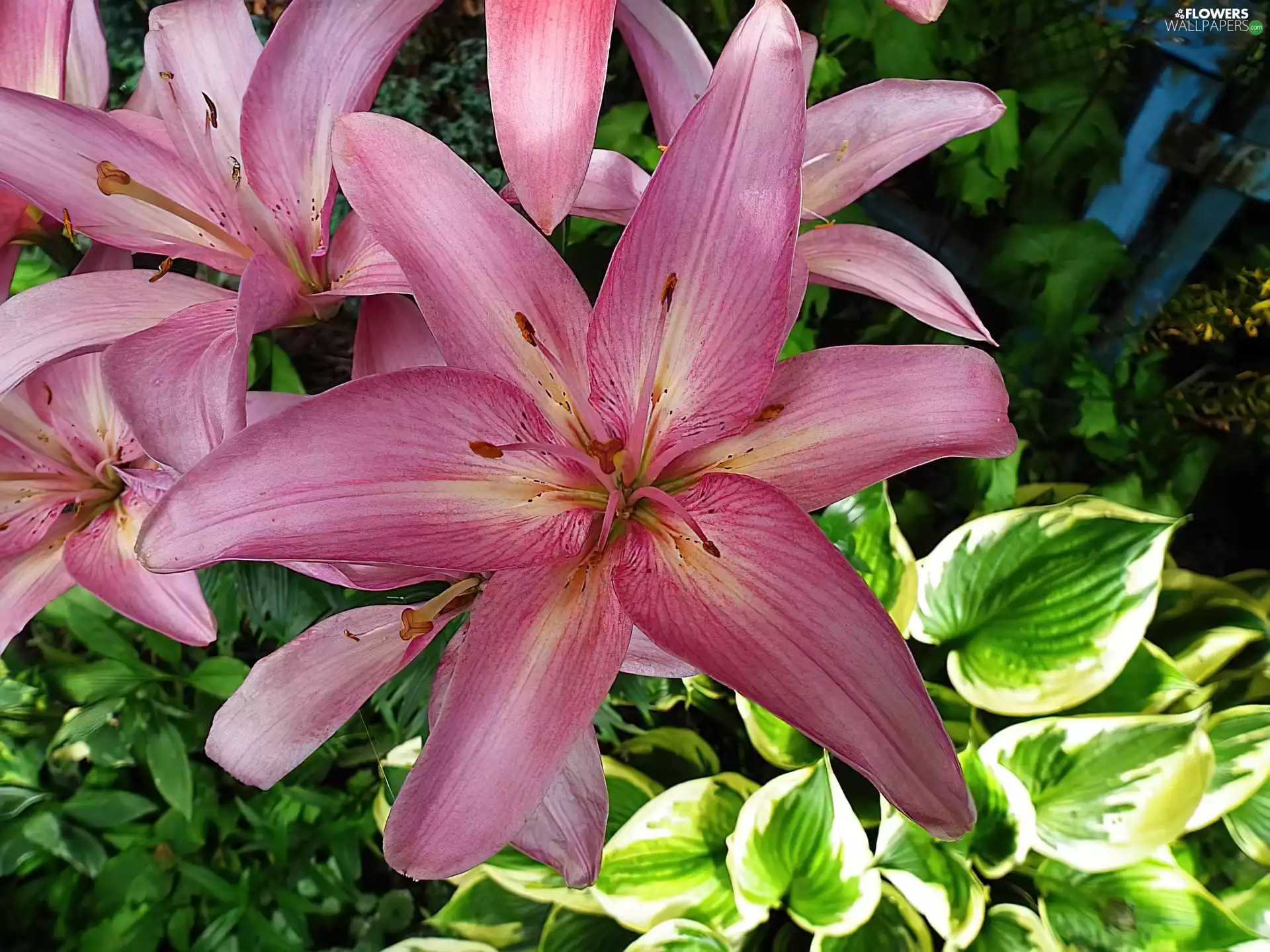 Lily, leaves
