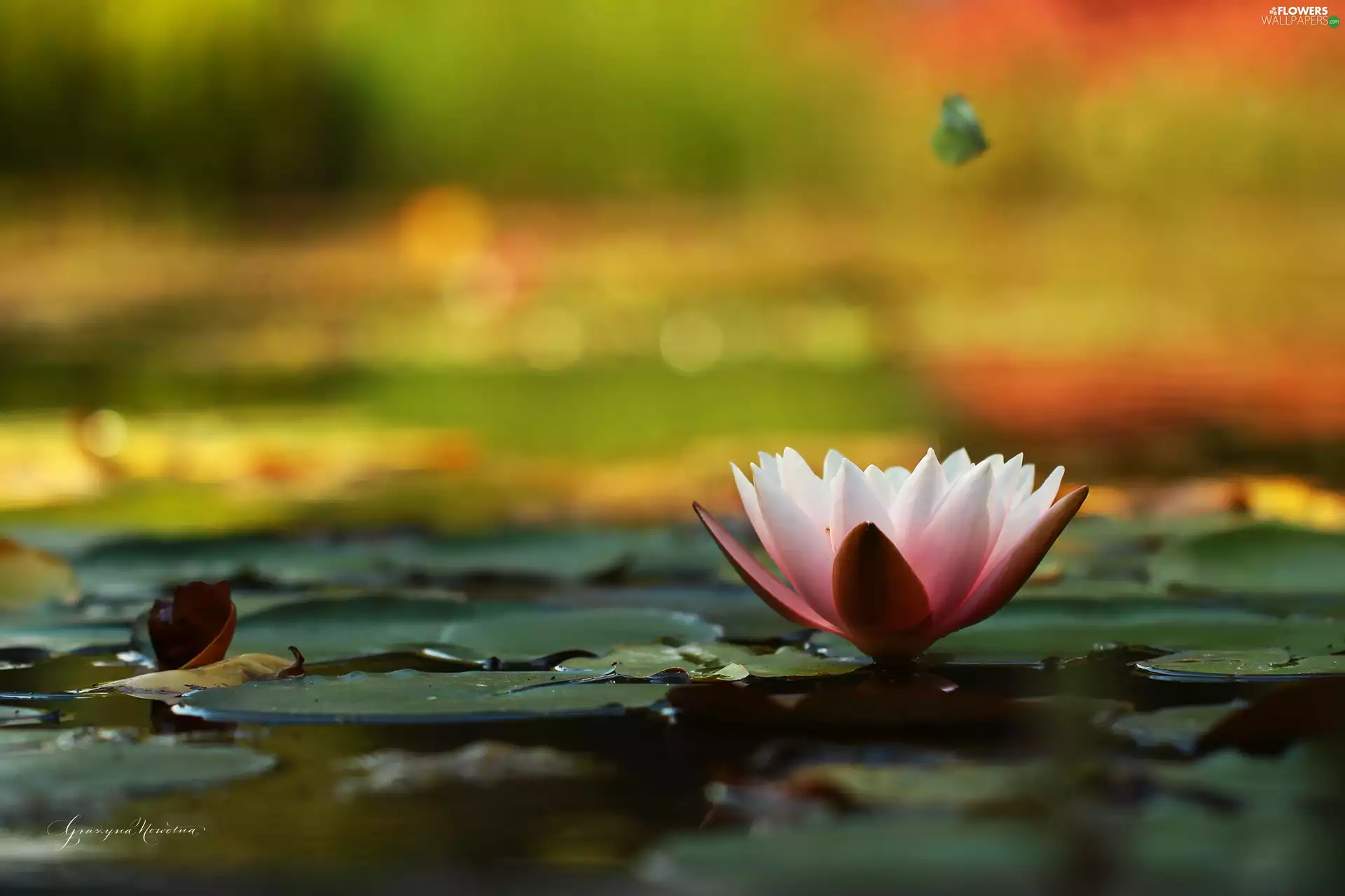 water, Pink, nenuphar, Lily, Water lily