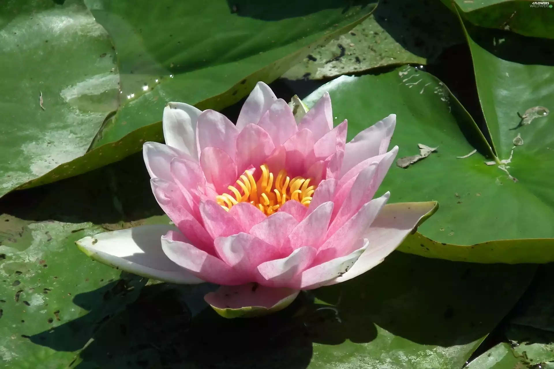 water-lily, nature, Colourfull Flowers