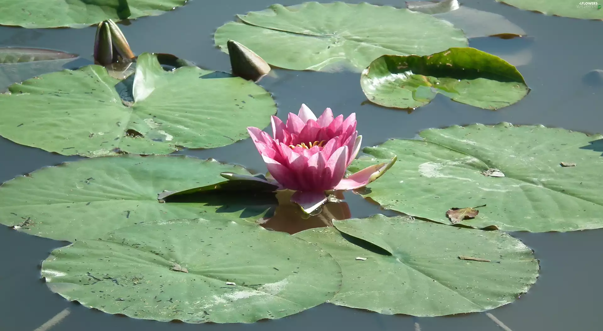 water-lily, nature, Colourfull Flowers