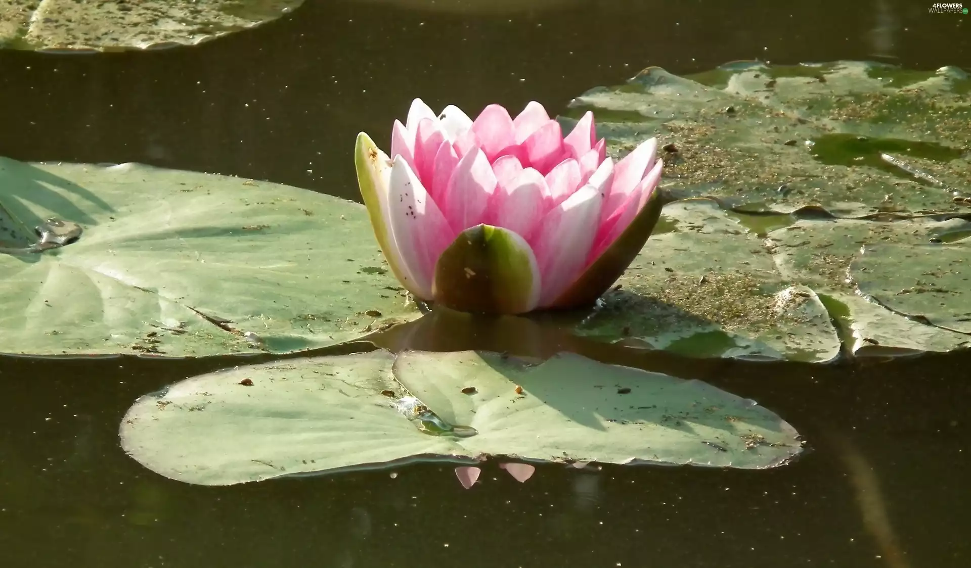 water-lily, nature, Colourfull Flowers