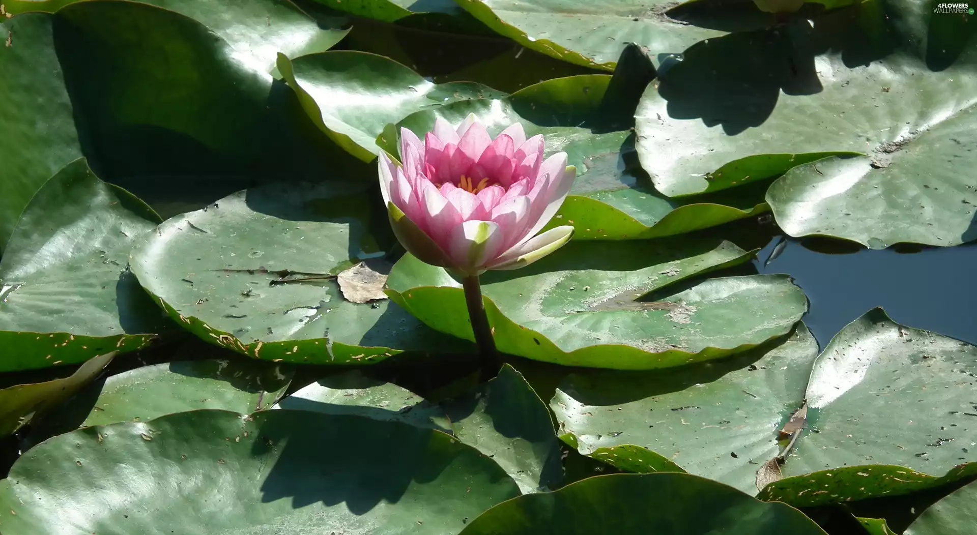 water-lily, nature, Colourfull Flowers