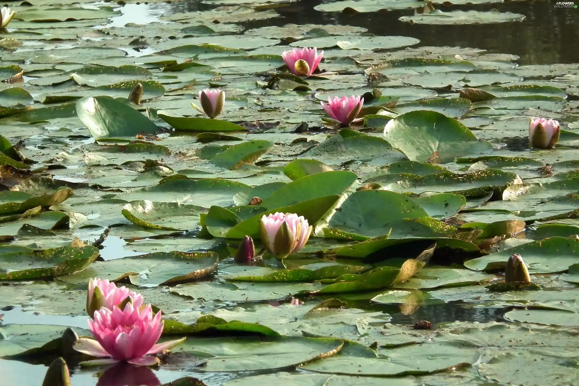 nature, Flower Water Lily