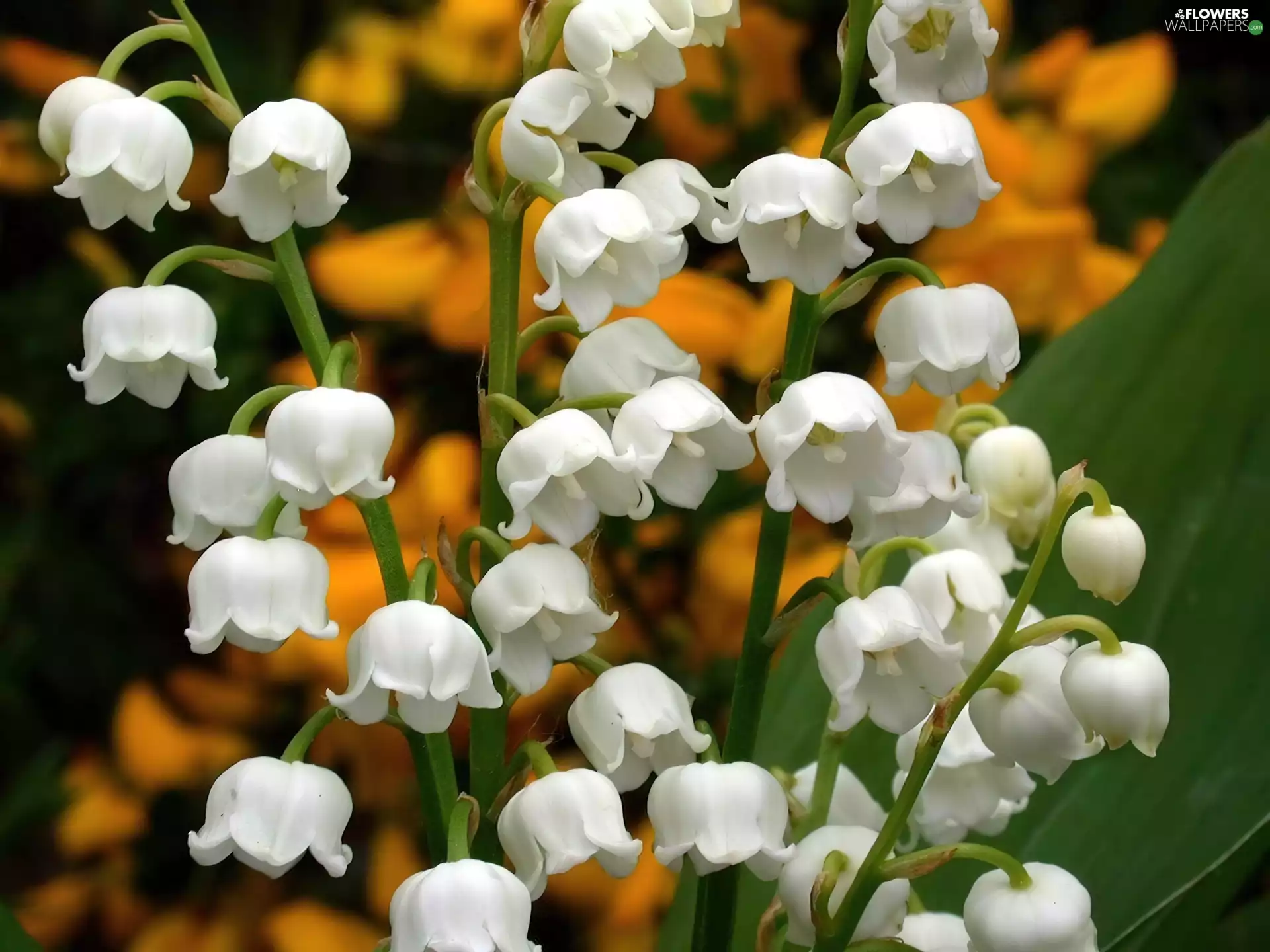 bells, lily of the Valley