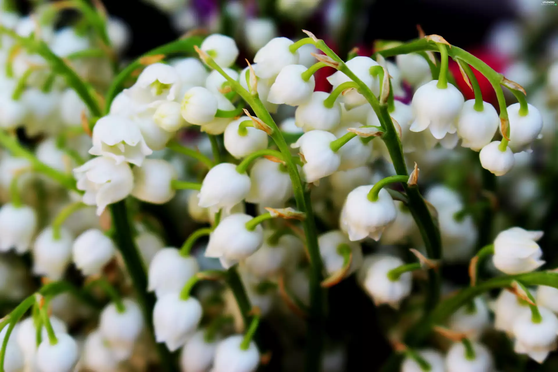 White, lily of the Valley