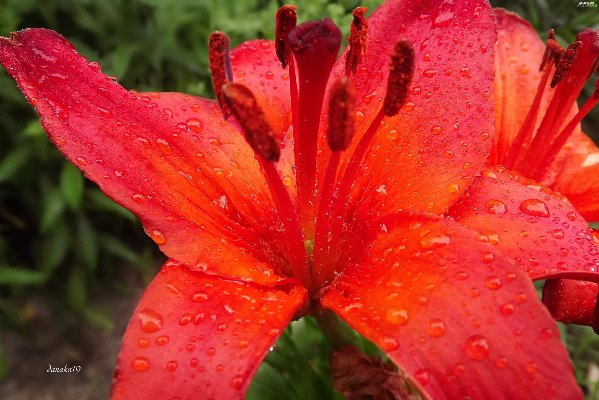 Orange, drops, rain, Lily