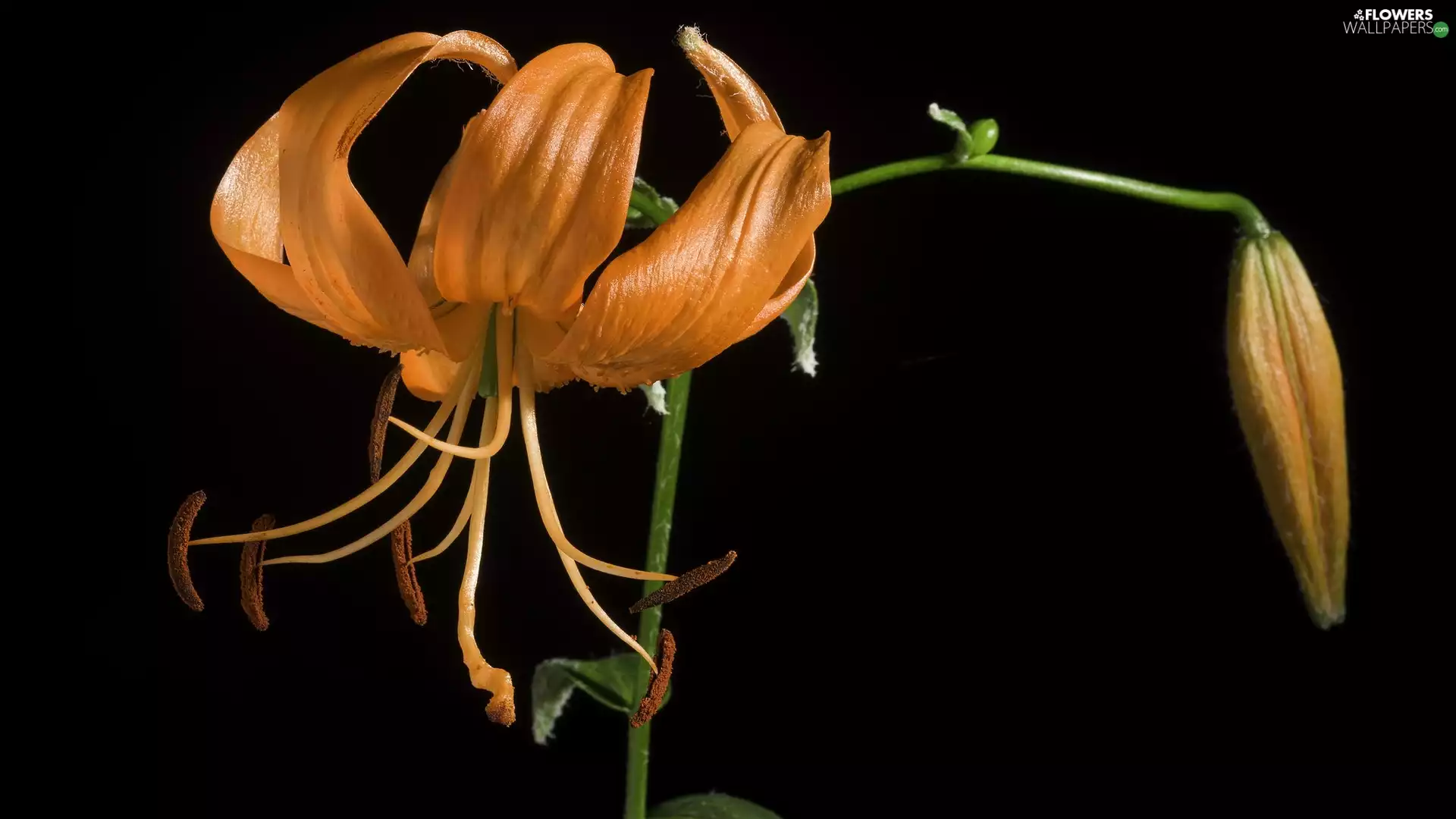 dark, background, Tiger lily, bud, Orange