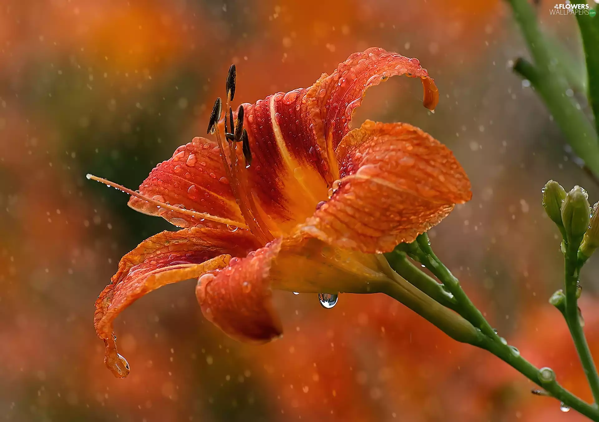 Orange, drops, water, Lily