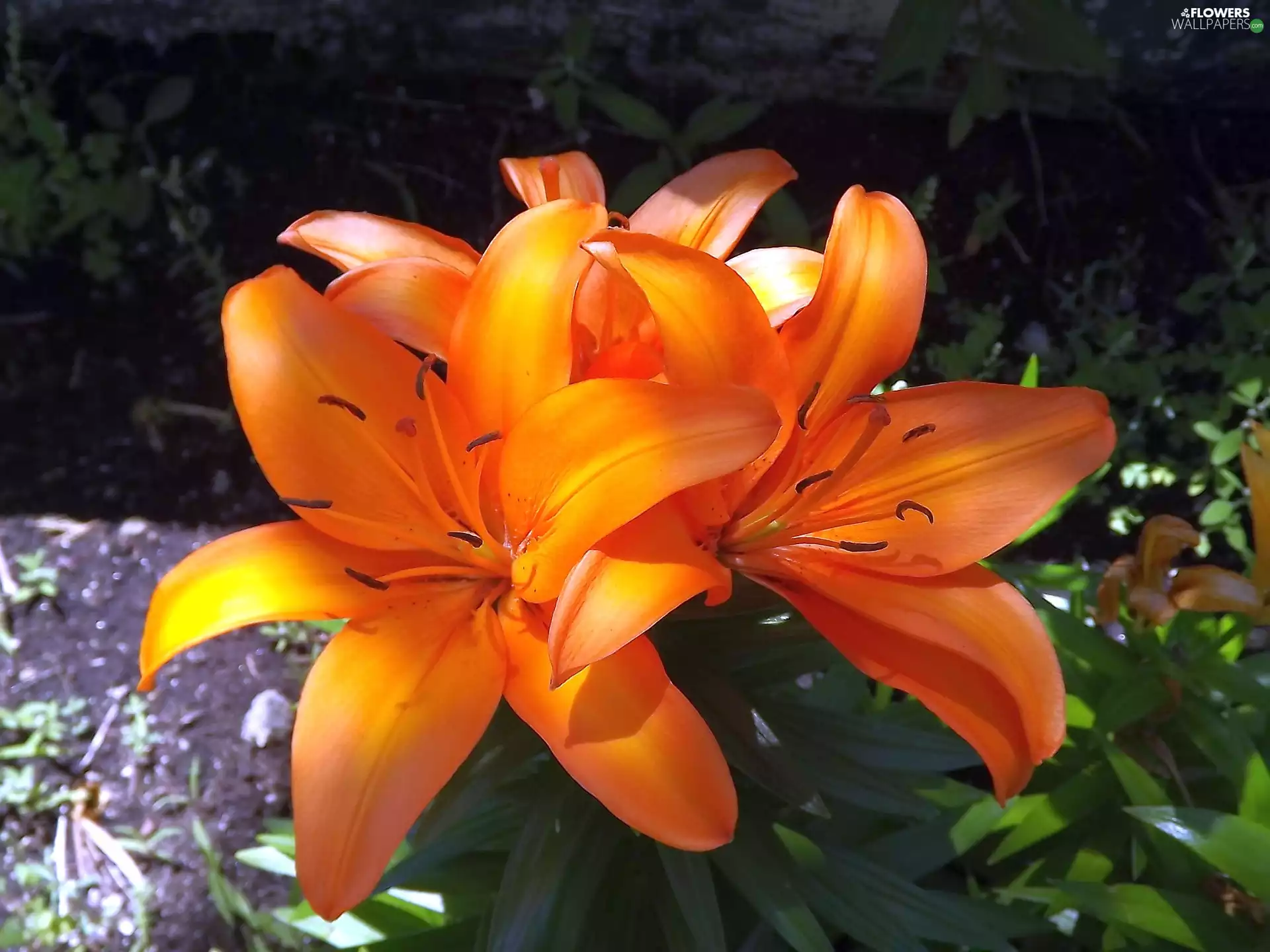 Lily, Orange