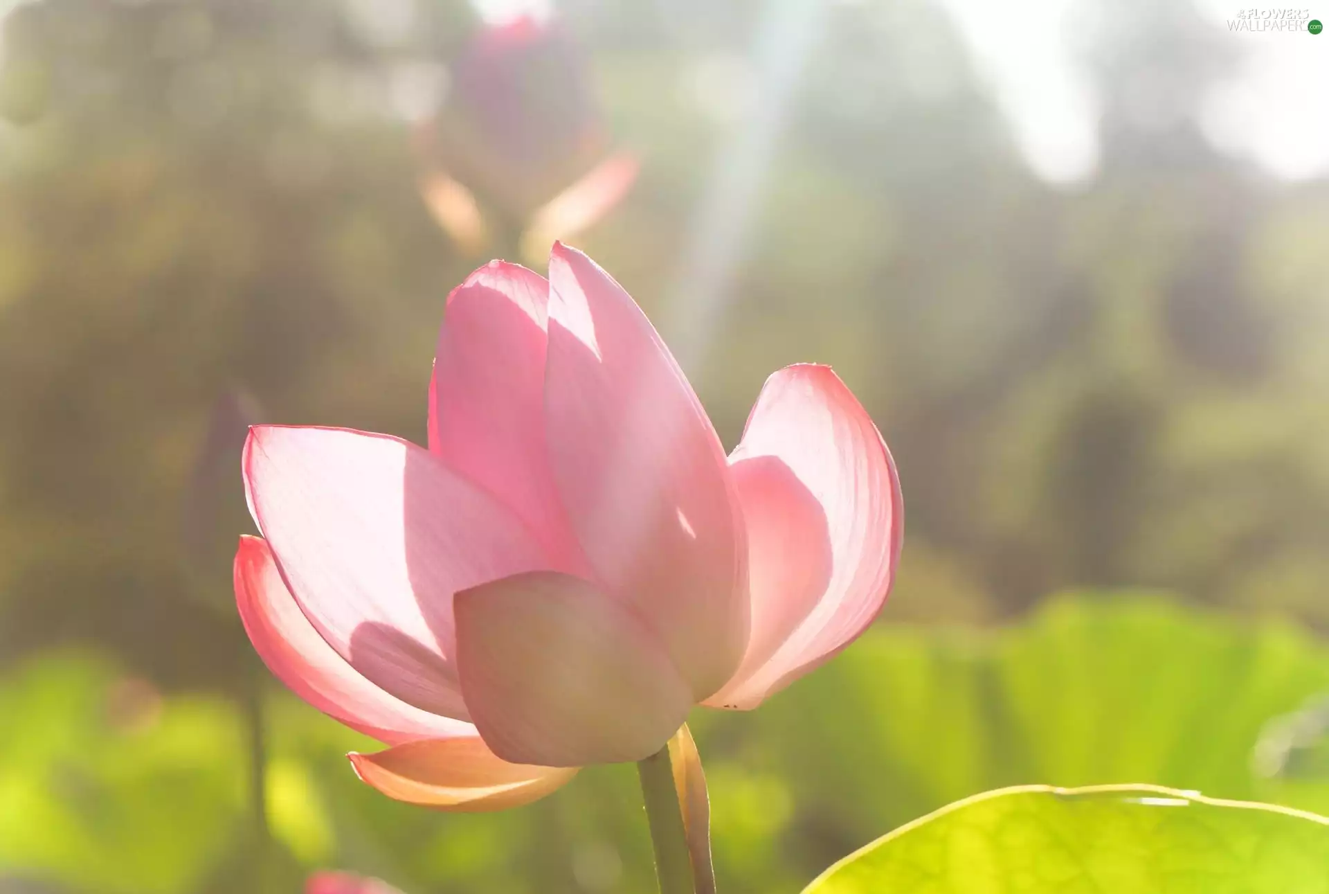 Pink, water-lily