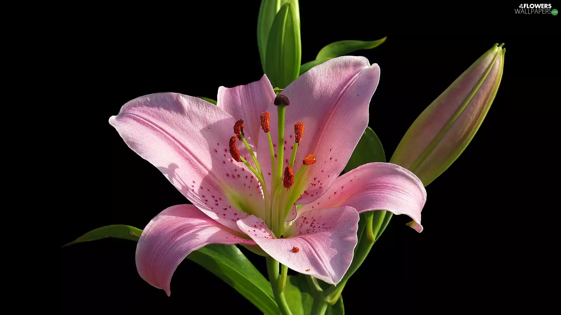 Pink, Black, background, Lily