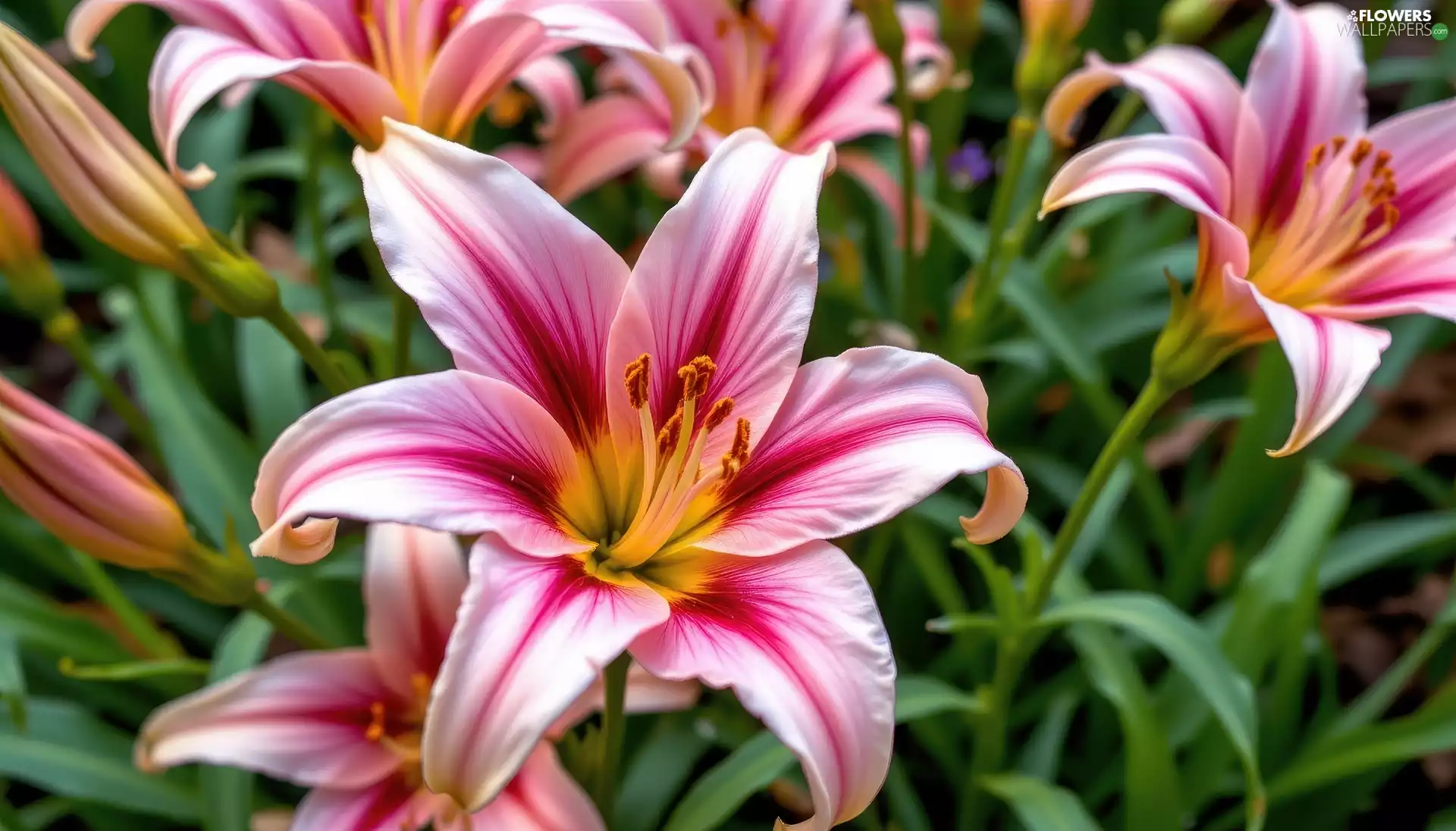 Pink, lilies, Buds, Lily
