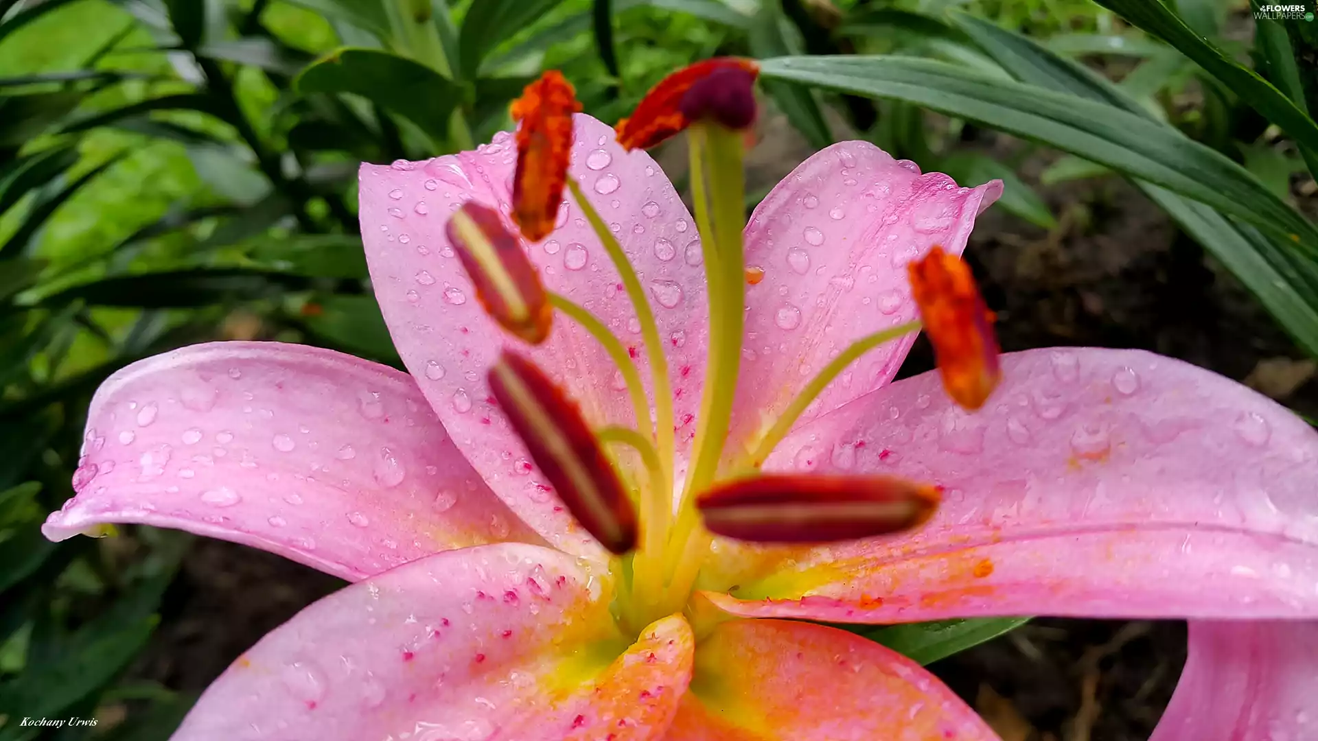 Pink, drops, rain, Lily