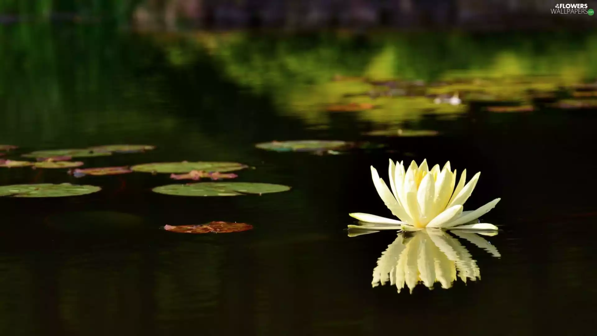 water, Pond - car, Lily
