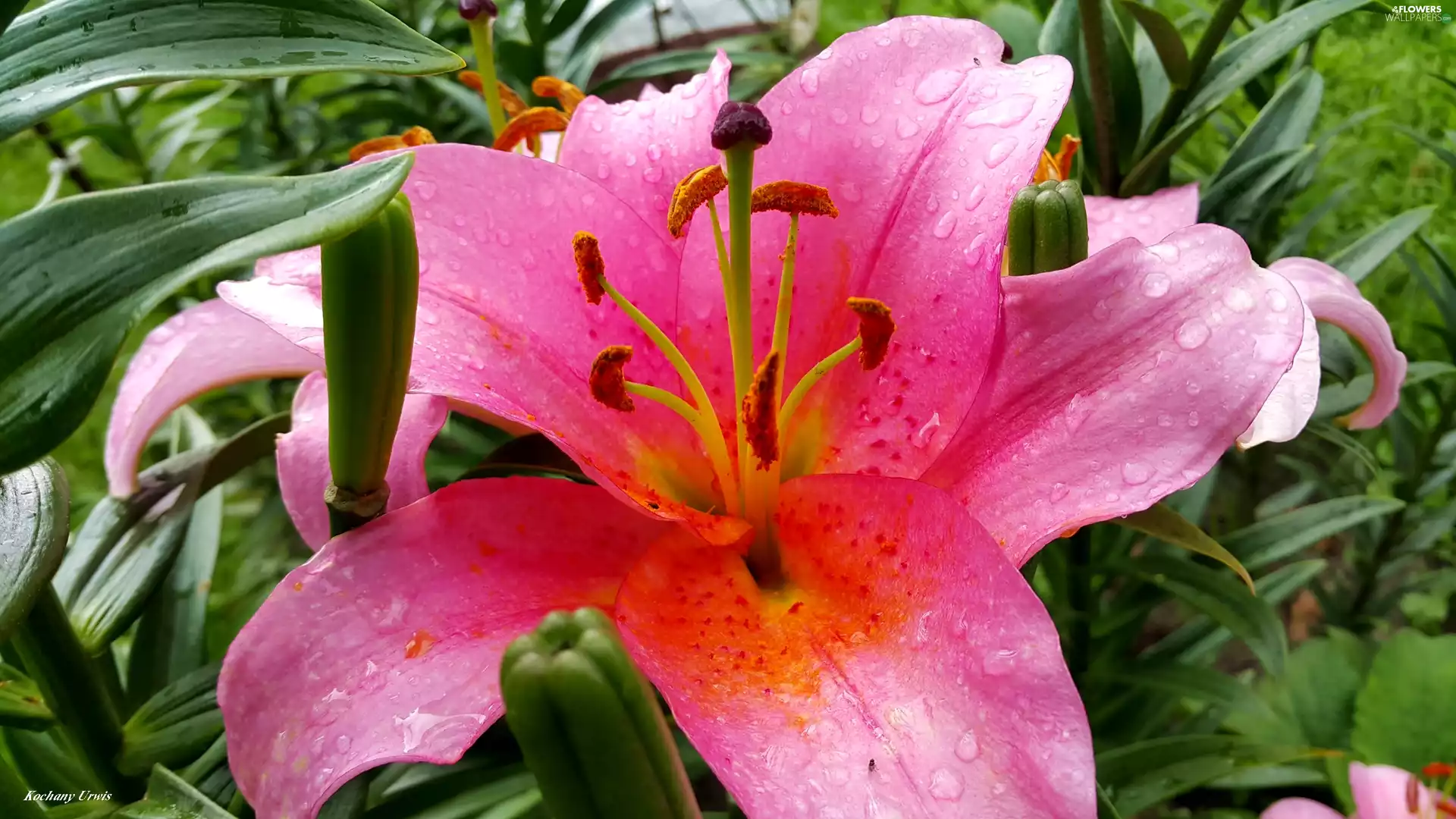 Purple, drops, rain, Lily