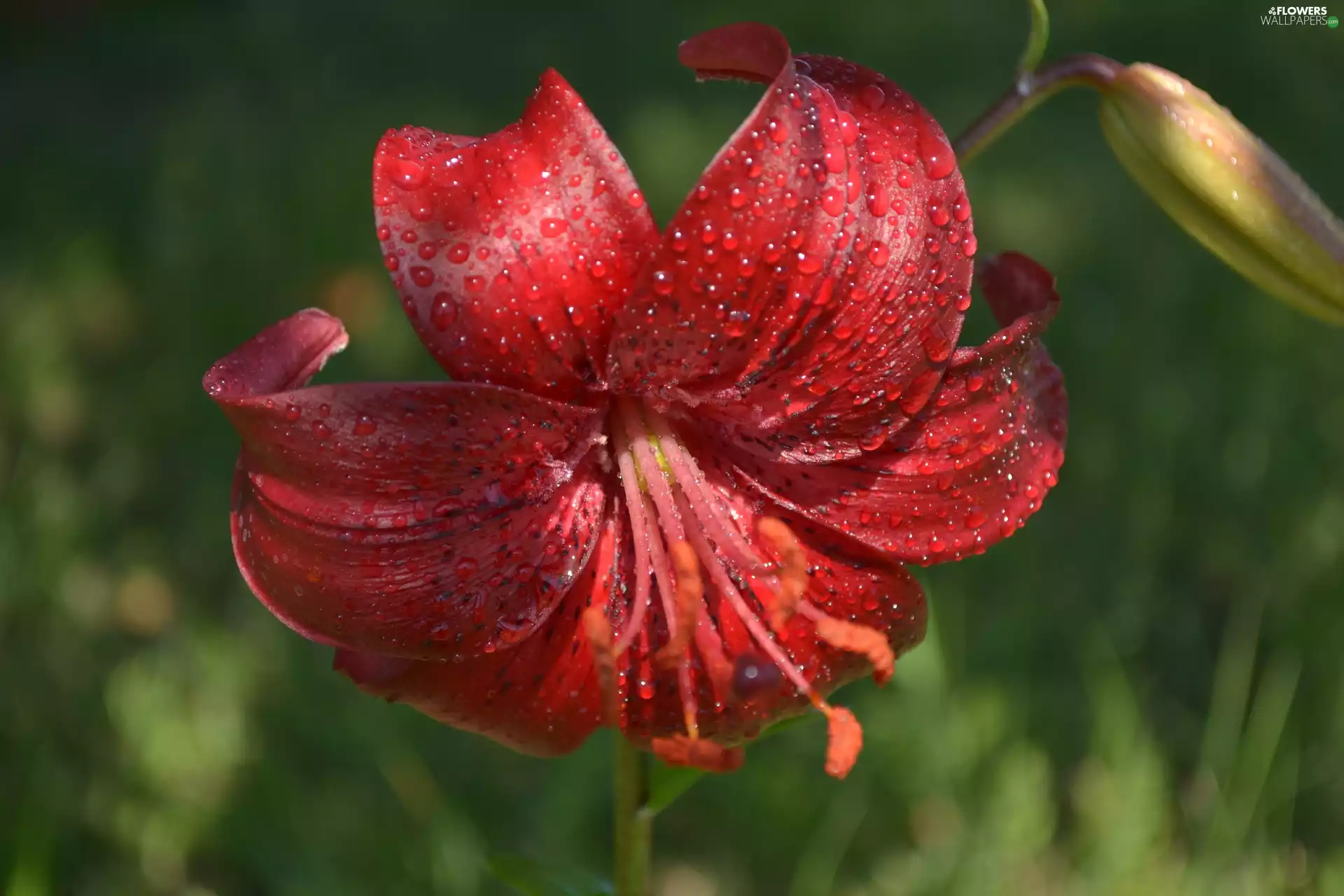 red hot, green ones, background, Tiger lily