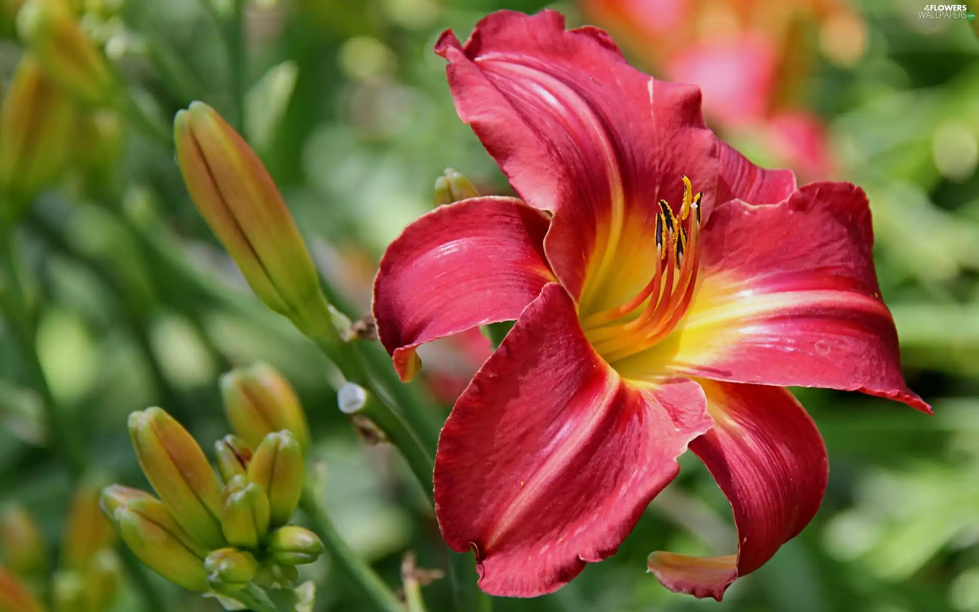 Buds, Red, lily - Flowers wallpapers: 2560x1600