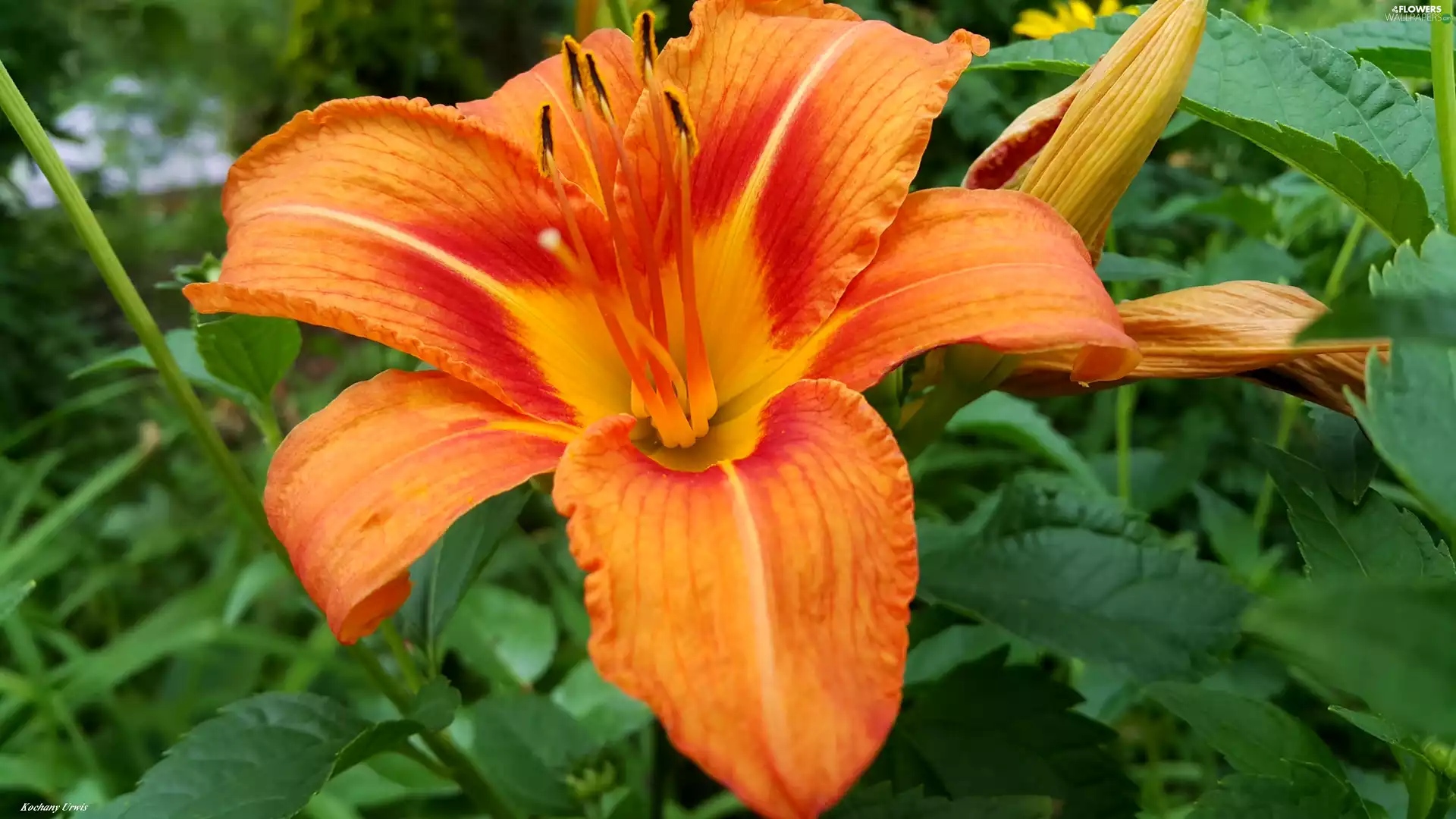 lily, orange, Red