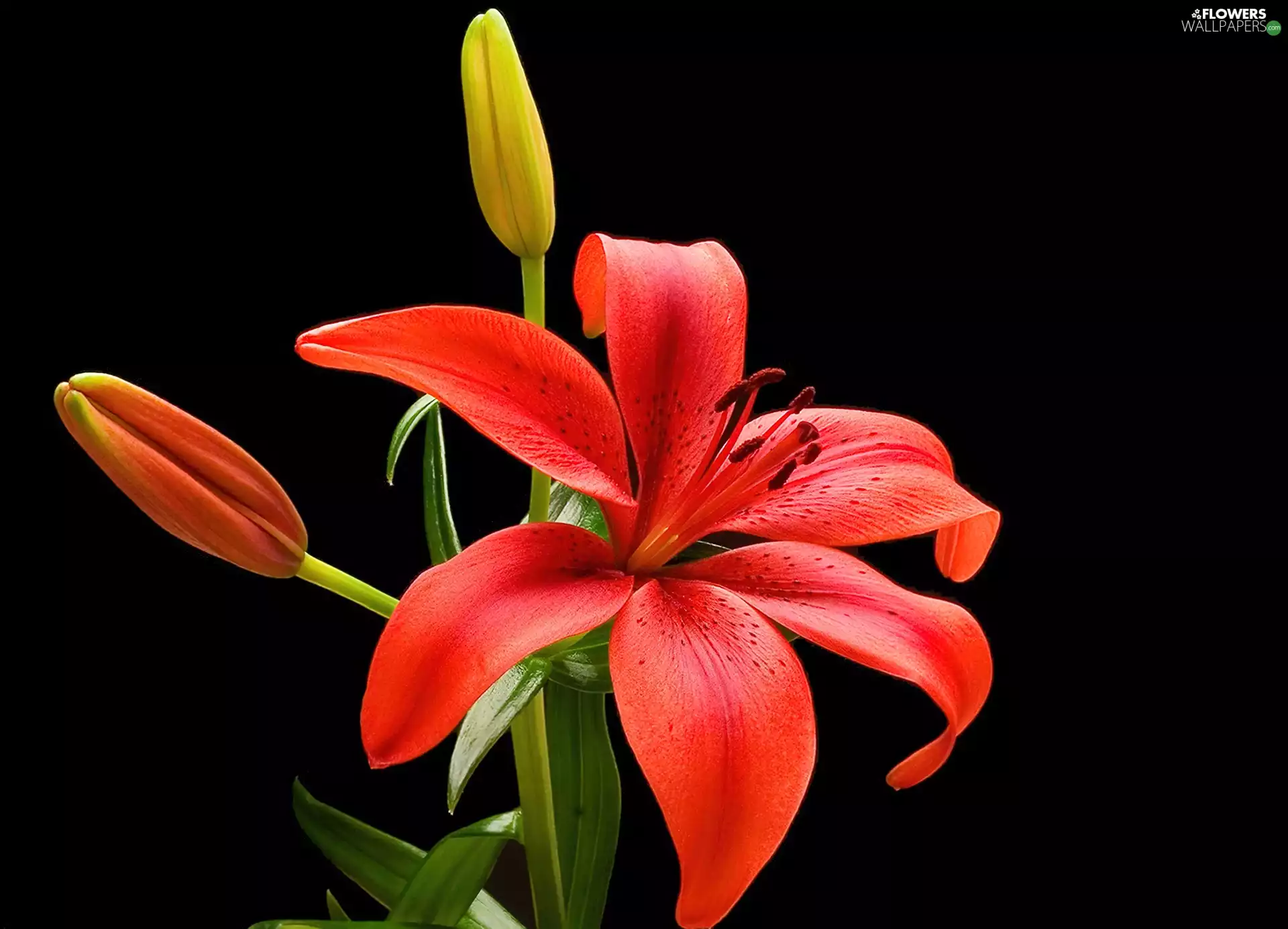 red hot, Tiger lily