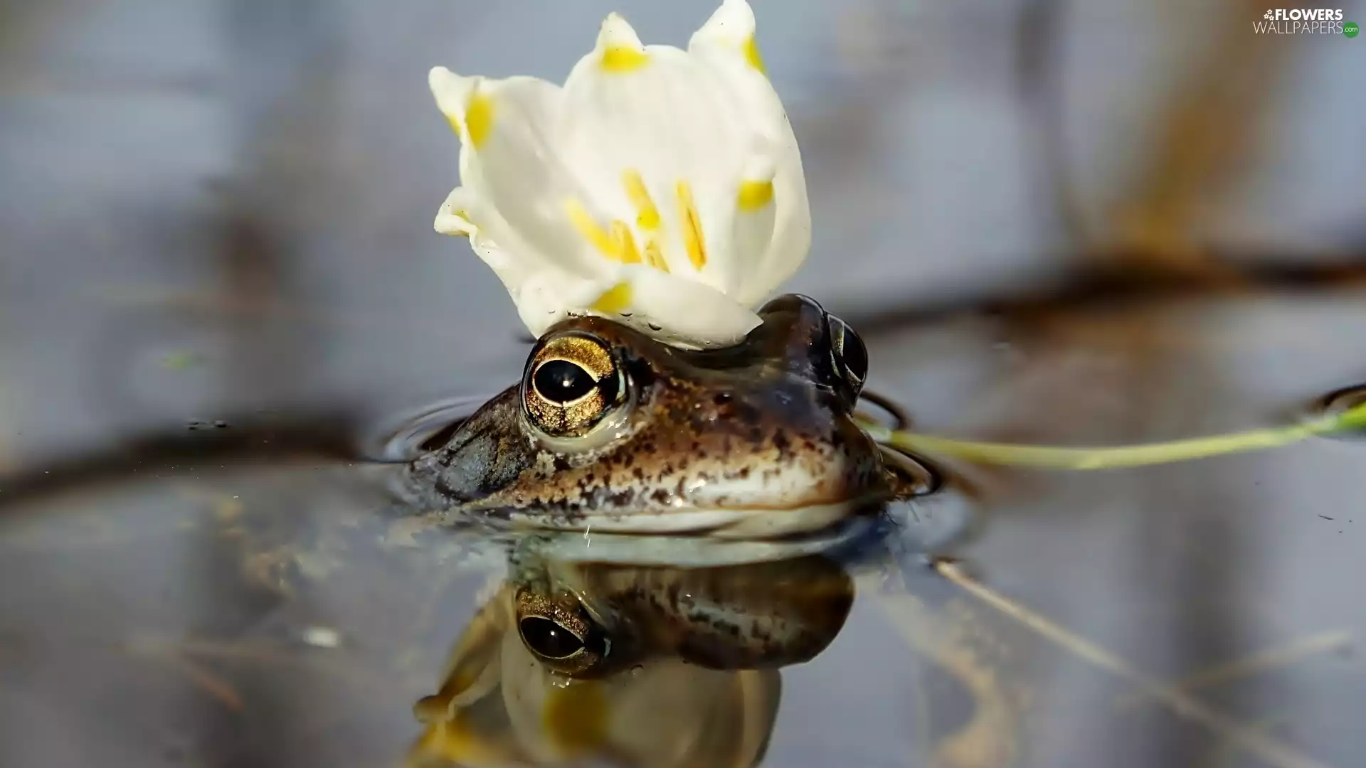 strange frog, White, Lily