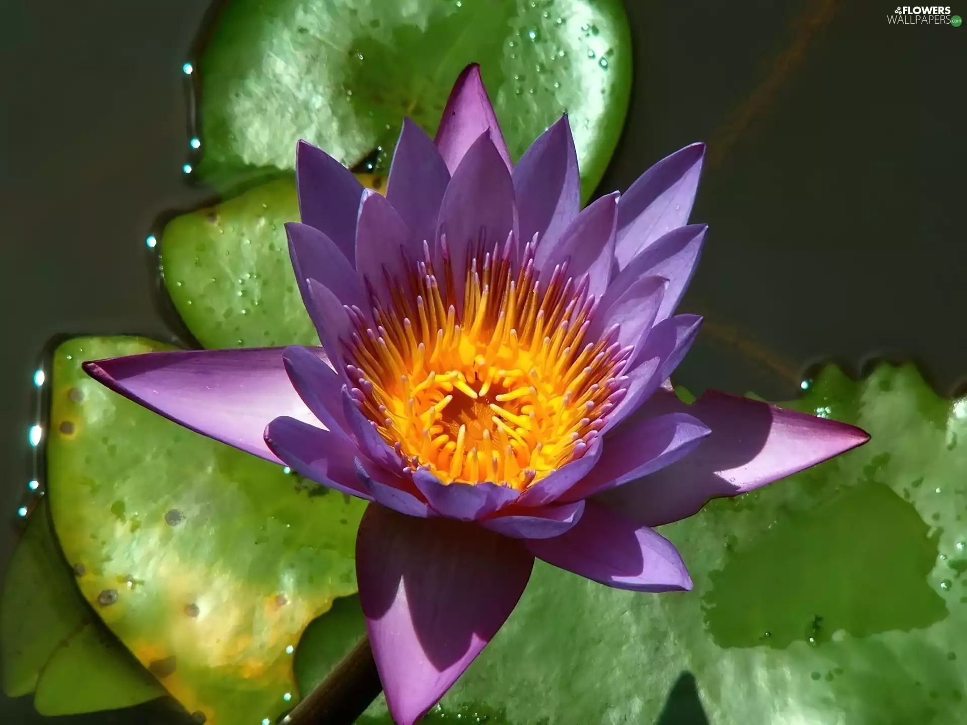 Violet, Orange, Centre, Lily
