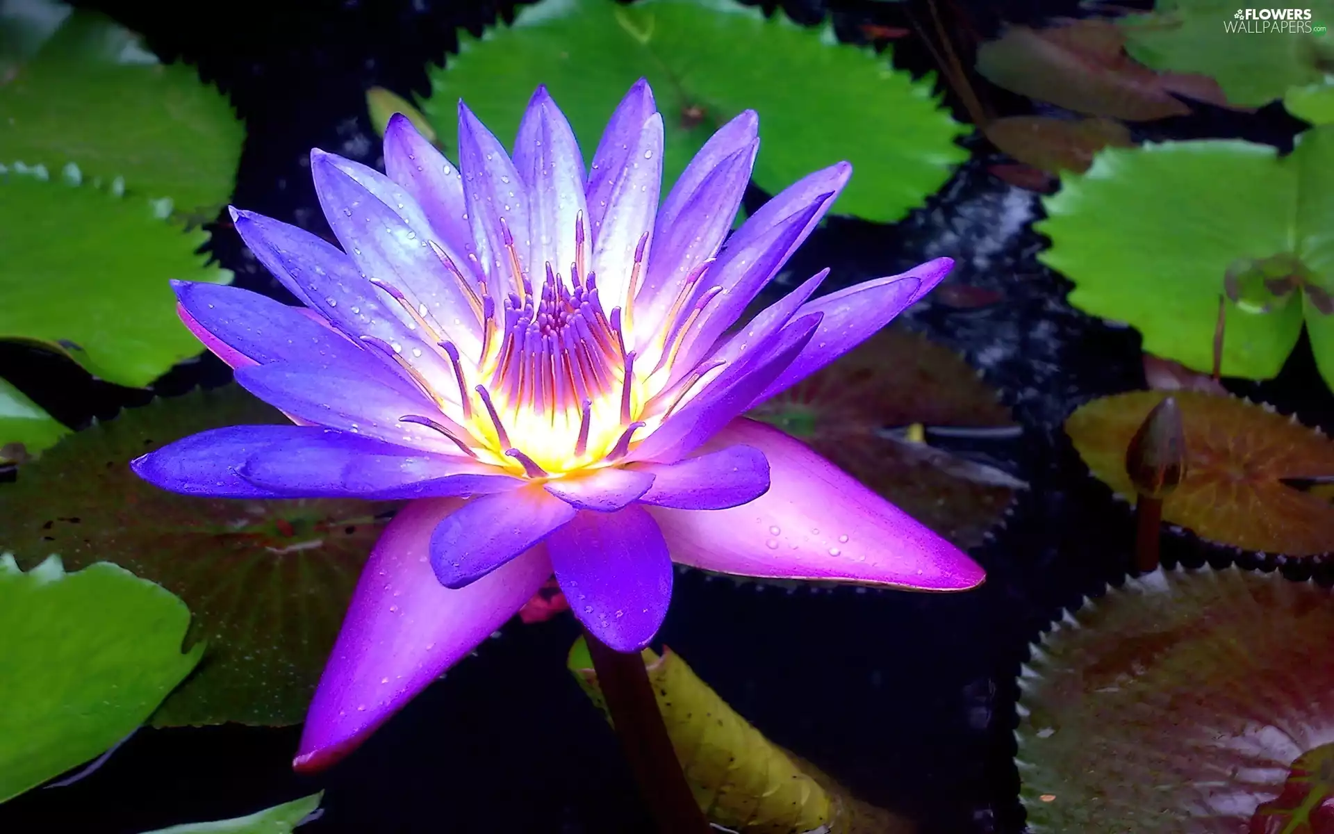 water-lily, Violet, Colourfull Flowers