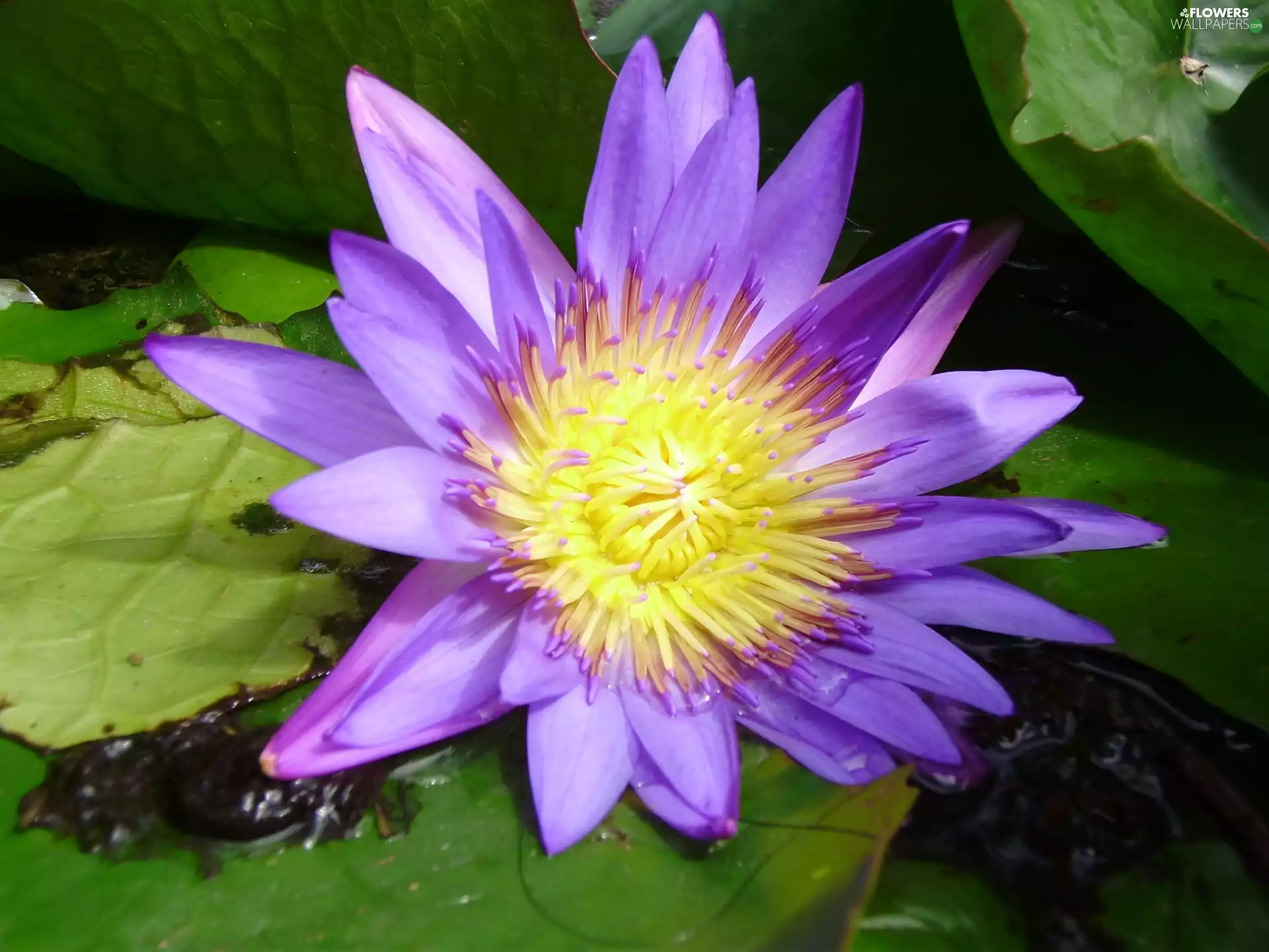 Violet, water-lily