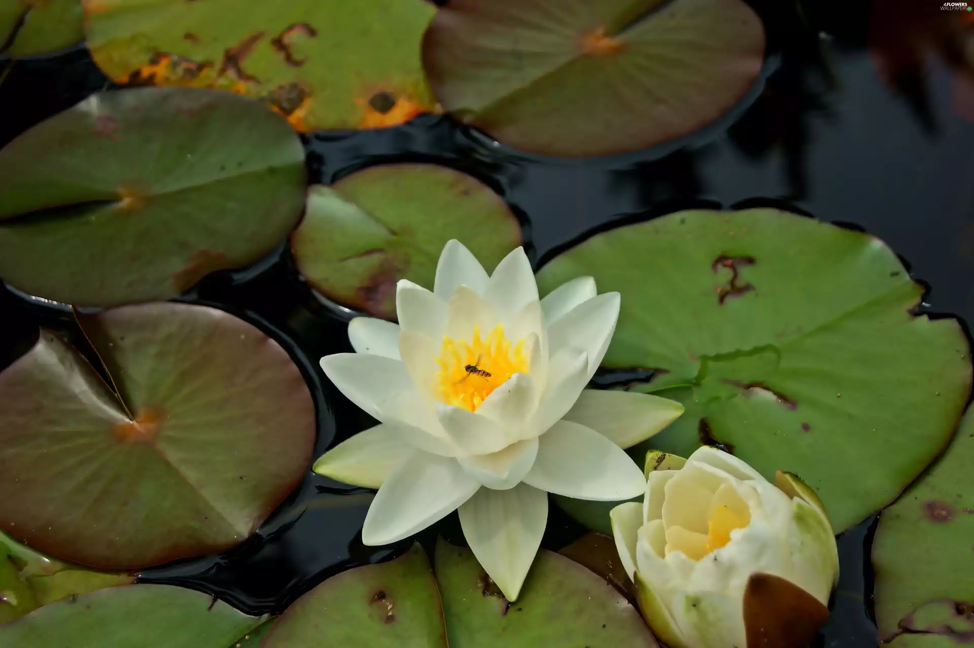 Lily, water