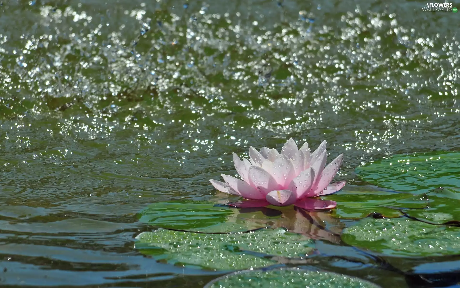 Lily, water