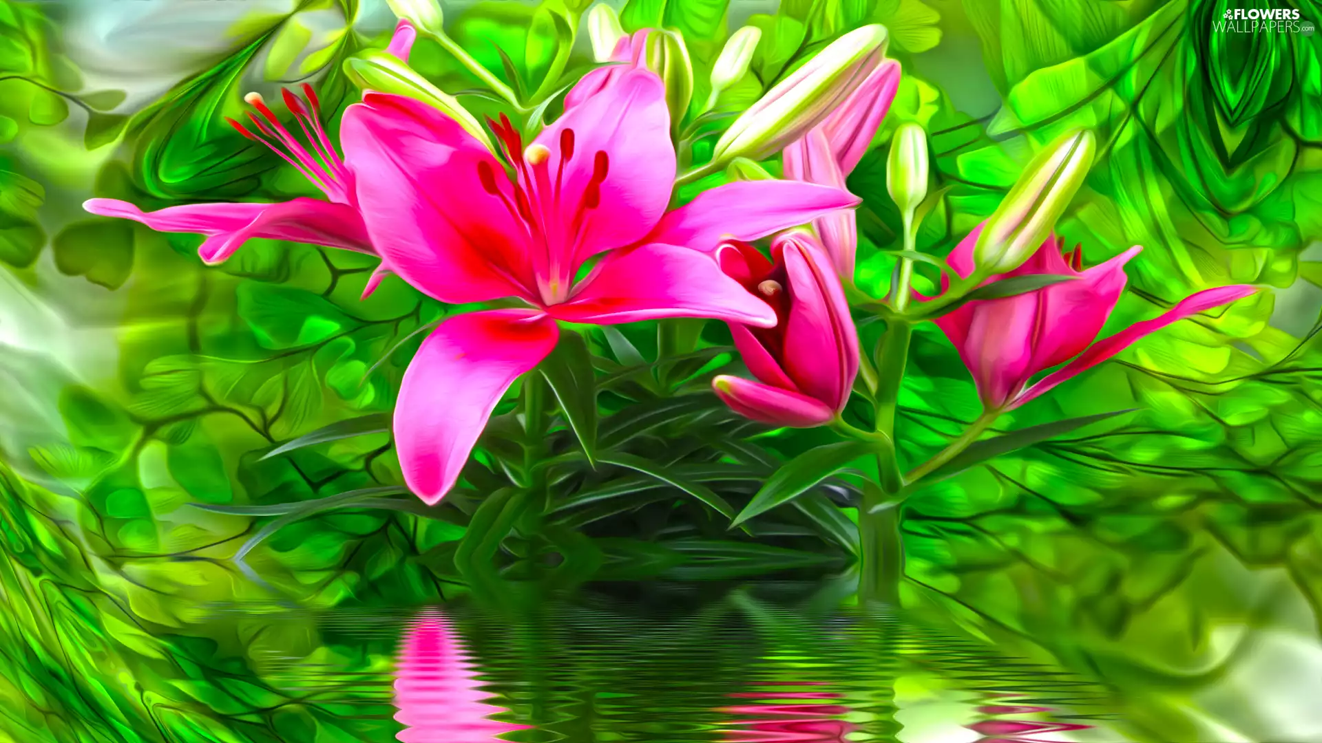 graphics, Lily, water, Colourfull Flowers