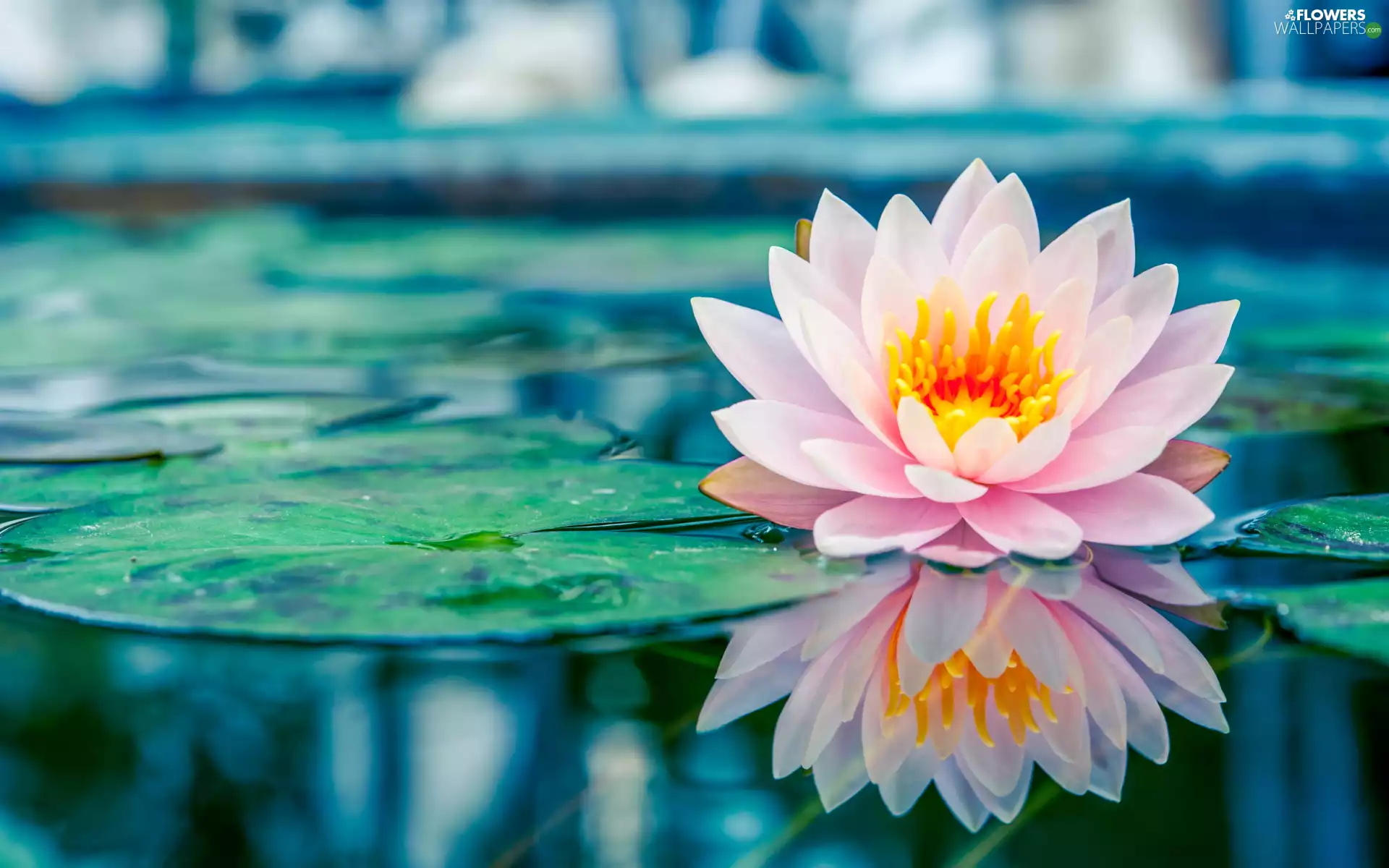 reflection, Leaf, water-lily, Pink, Colourfull Flowers