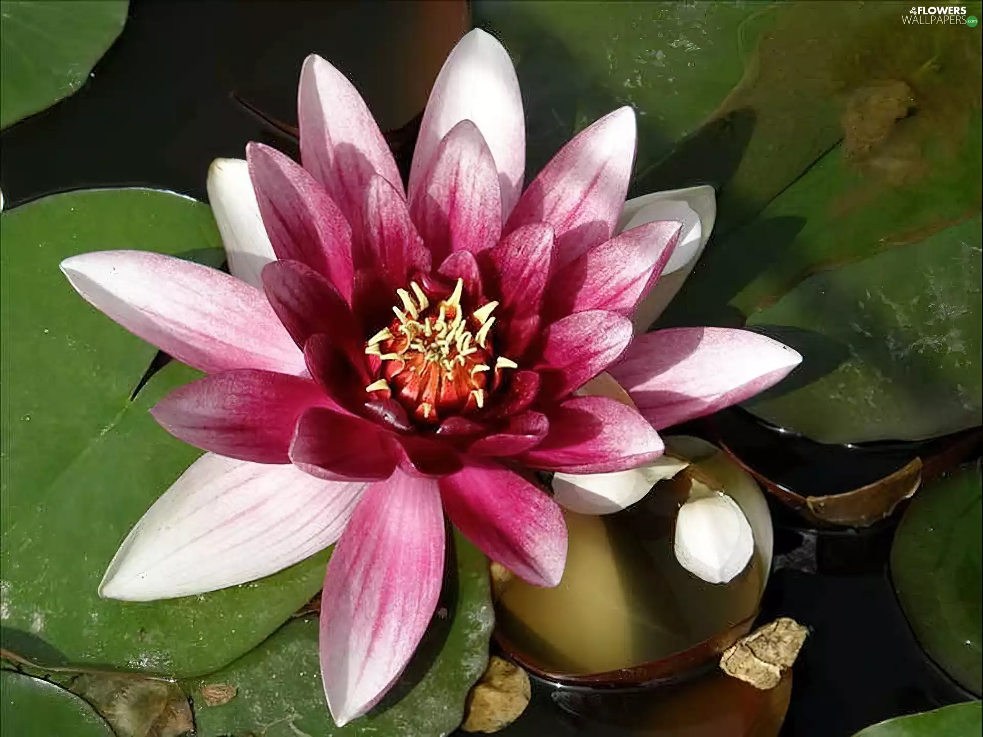 water, white-pink, Lily