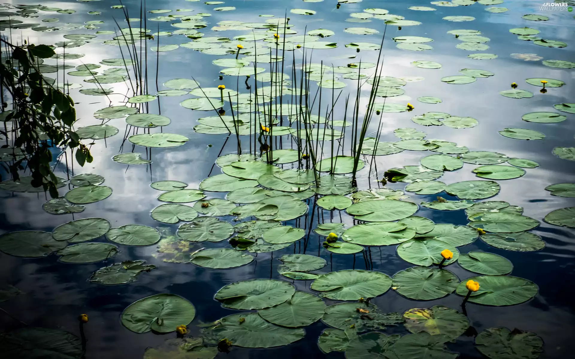 lake, Yellow Water Lily, Leaf, Water lilies