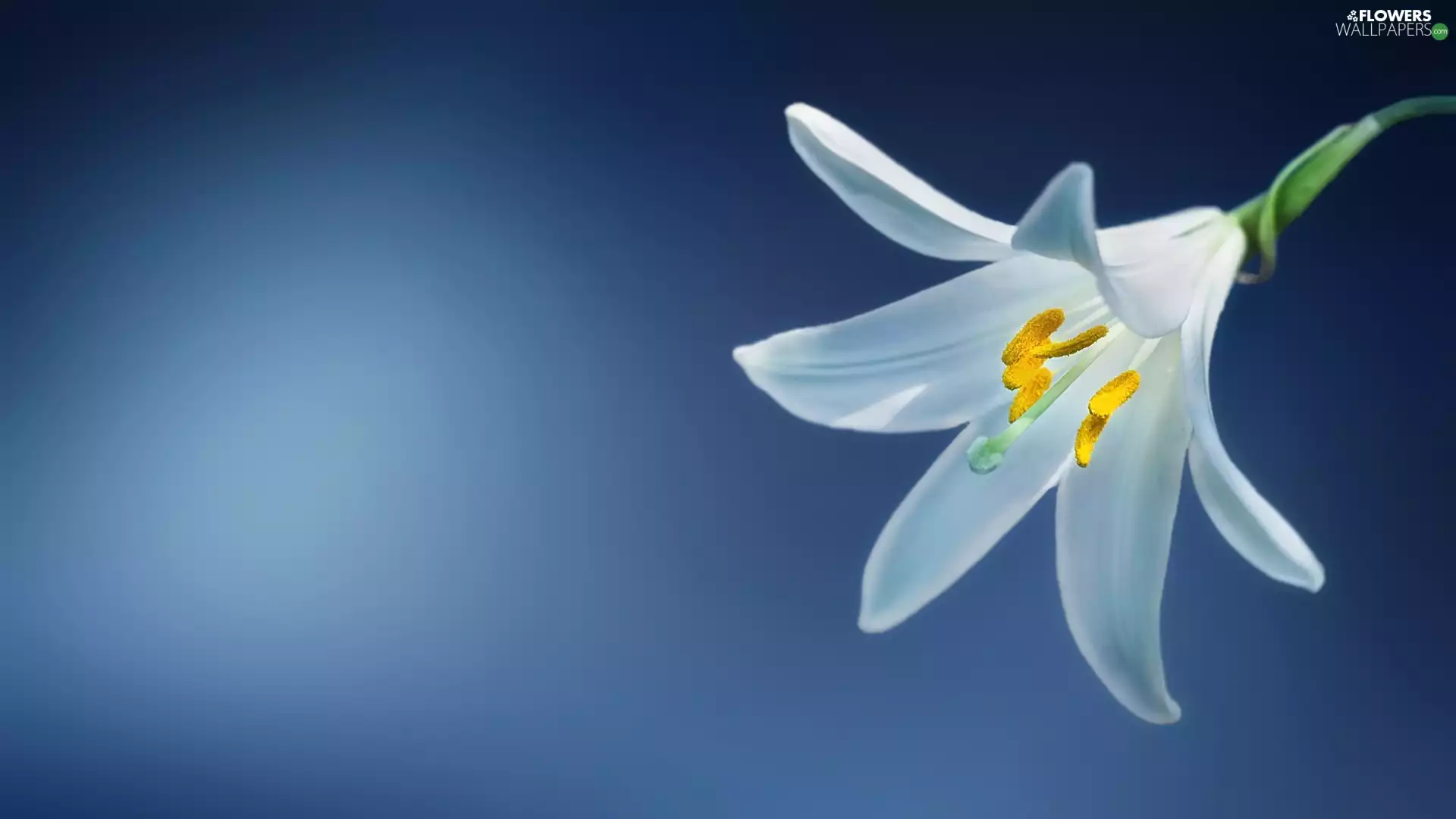 White, Blue, background, Lily