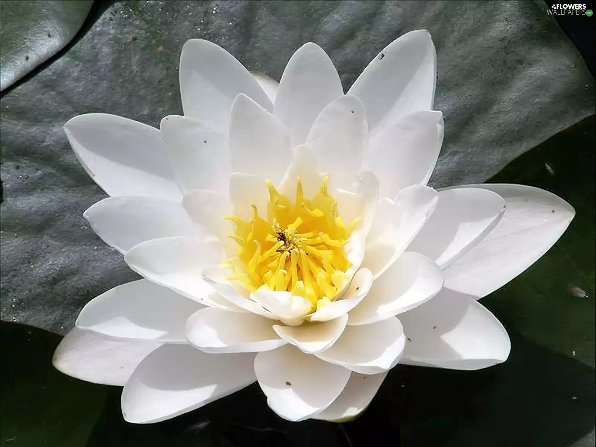 White, Yellow, Centre, Lily