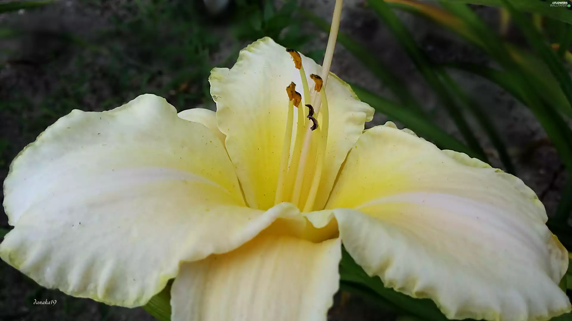 White, Yellow, Centre, lily