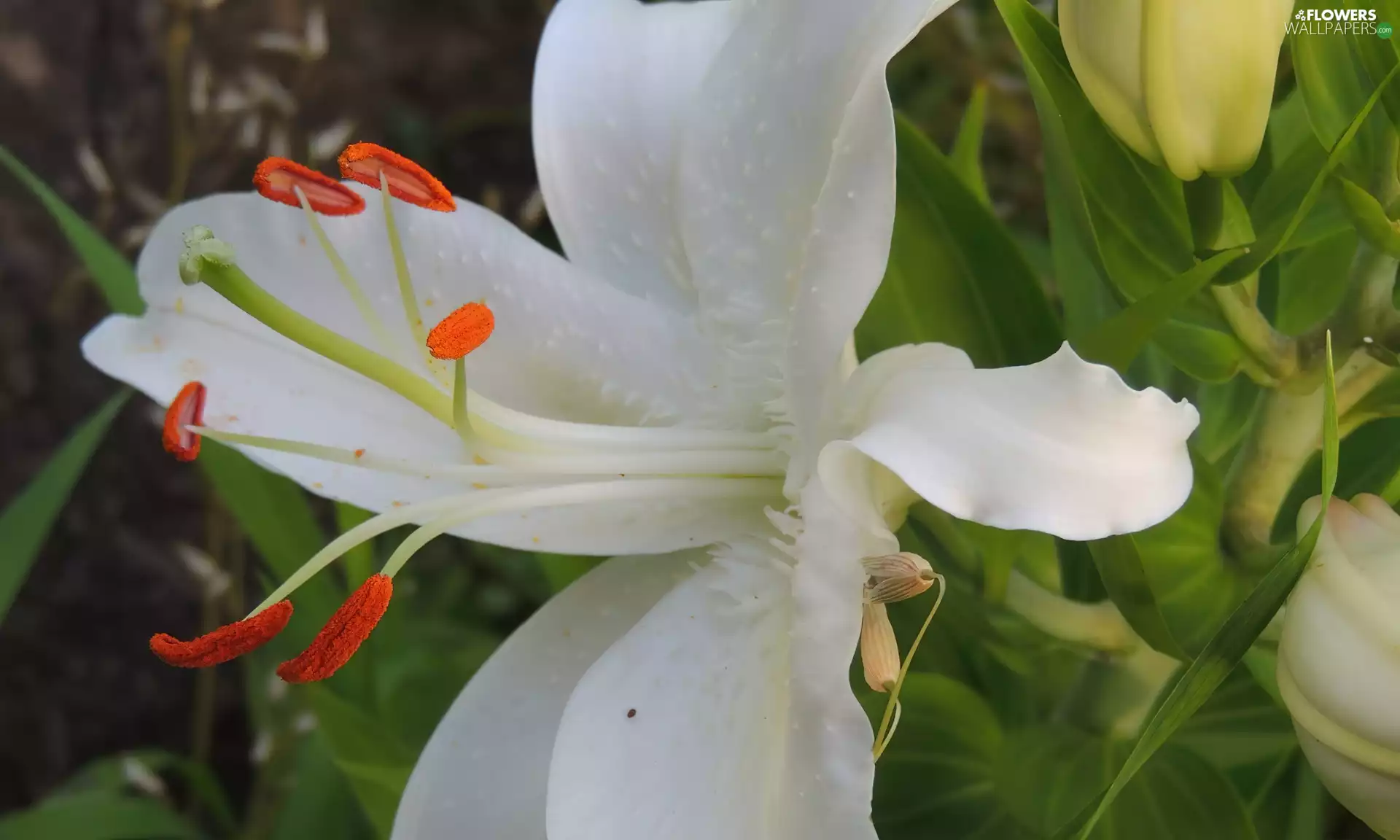 White, Buds, Leaf, Lily