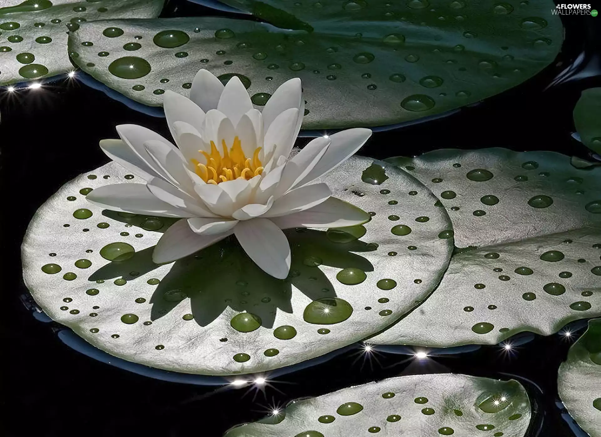 White, water, Leaf, Lily
