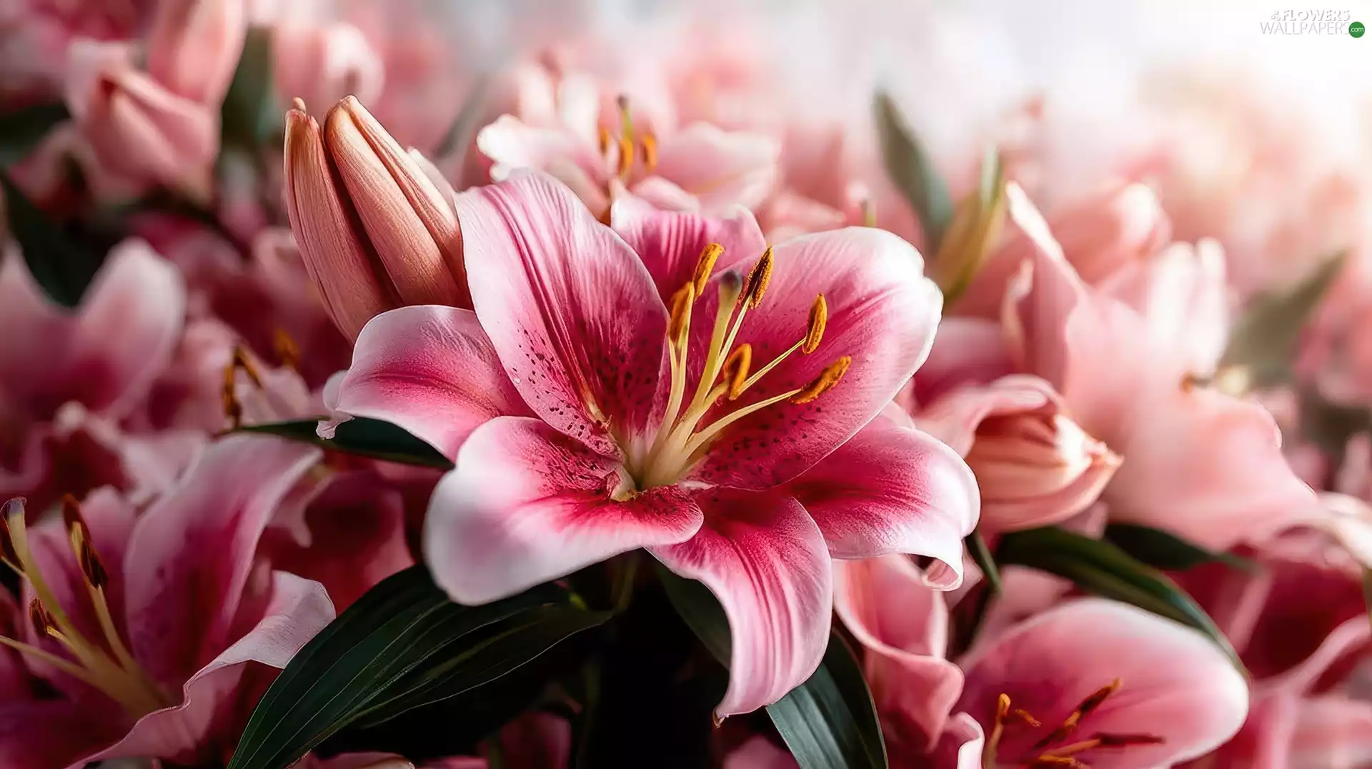 White and Pink, Lily