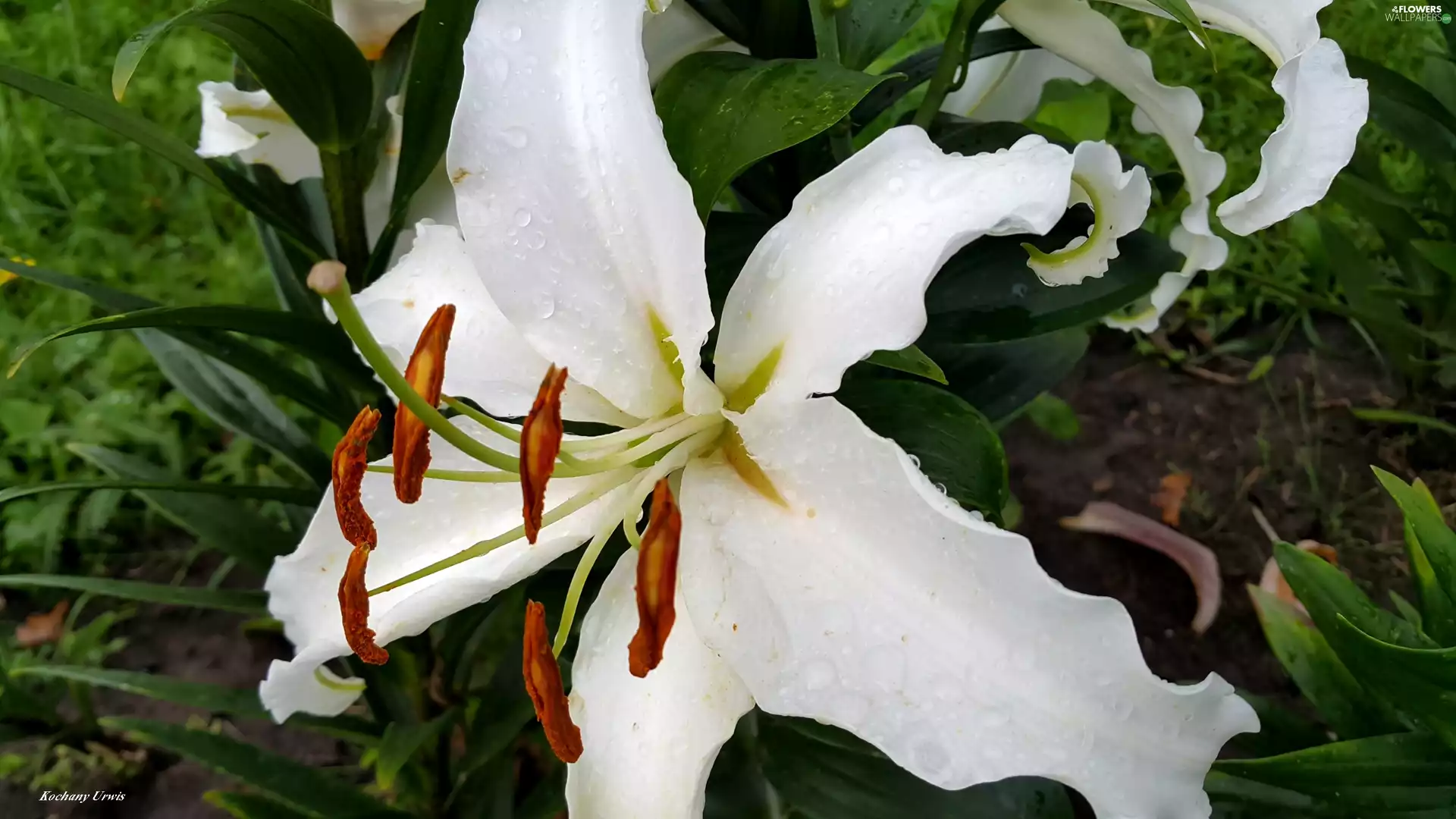 White, drops, rain, Lily