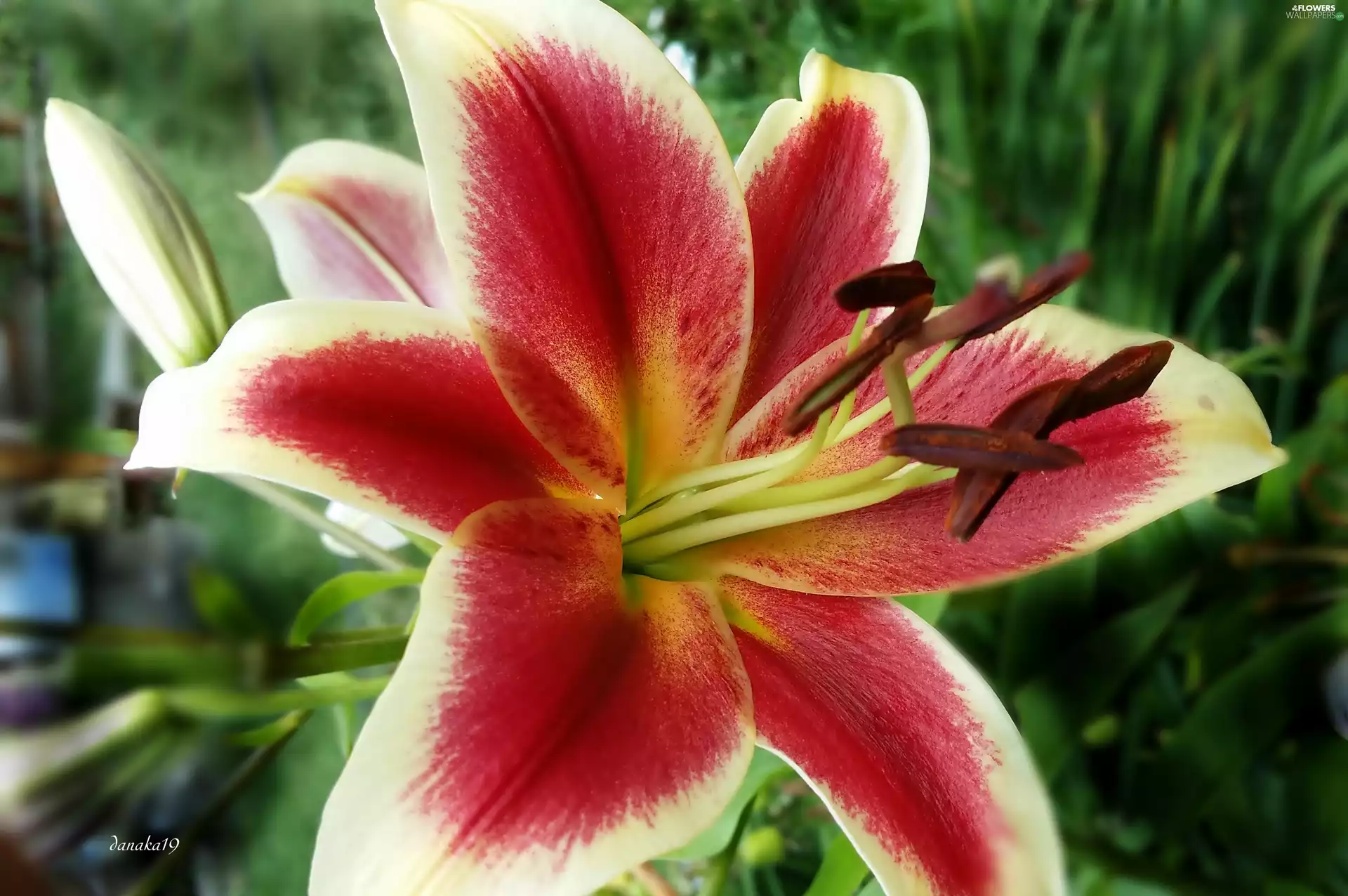 Lily, red, White